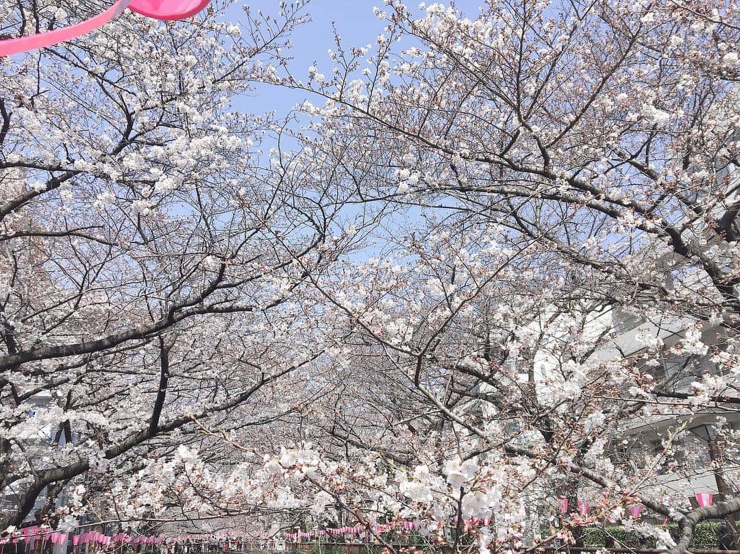 菜那くららさんのインスタグラム写真 - (菜那くららInstagram)「＊﻿ 同期の #桜帆ゆかり ちゃんと朝活🌈﻿ モーニングからの桜〜🌸﻿ 朝からパワーチャージ‼️﻿ ﻿ 春ですね〜🌸﻿ ﻿ 美しく咲き誇る。。。桜﻿ 見ていると心が安らぎ﻿ 幸せな気持ちになります☺️❤️﻿ ﻿ 東京は今週末が見頃のようですね‼️﻿ ﻿ 可愛い桜も見つけました😆✨‼️﻿ ⬇︎﻿ 🌸桜の盆栽🌸﻿ こちらはお家でもお花見気分を味わえて﻿ 家の中で桜が見れるなんて素敵です✨﻿ お外の桜も良いですが﻿ 自分で育てると言う楽しさもあり﻿ 特別な桜になりますね😌﻿ ﻿ 今日も素敵な一日をお過ごし下さい🍀﻿ ﻿ #朝活 #モーニング ﻿ #桜 #盆栽 #春 #美しい ﻿ #宝塚 #花組 #花娘 #93期」3月28日 10時45分 - nana_kurara