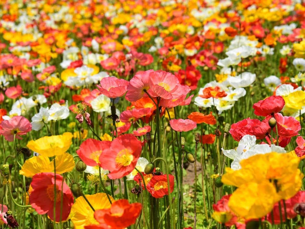 ざっくぅ 公式Instagramさんのインスタグラム写真 - (ざっくぅ 公式InstagramInstagram)「春はカラフルなお花がたくさん咲いてウキウキしますよね🎵 今日は、ポピー畑でかくれんぼ。3匹のざっくぅを見つけられるかな？🔎 ・ ざっくぅ公式サイトでも掲載中❗ 正解は4月1日に公式サイトで発表します♪ https://bit.ly/2UdZNxg ・ #3月 #春 #ポピー #花 #花が好き #フラワー #花畑 #かくれんぼ #どこにいるの #難しい #わかるかな #気持ちいい #キレイ #きれい #カラフル #色とりどり #ざっくぅ写真部 #ざっくぅ #jcom #ざっくぅ大好き」3月28日 11時00分 - zaq_official