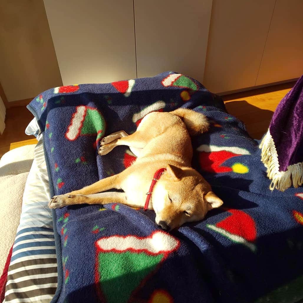山越享太郎さんのインスタグラム写真 - (山越享太郎Instagram)「小梅は元気です✨  みなさん気づきましたか？  毛布が変わっていることを。  この犬、平気でおしっこするんですよ。 その度にコインランドリーです。  でも、こんなあくび見せられたら、 許せるやーーーつ  可愛いは正義。」3月28日 11時01分 - shiba_ko.me