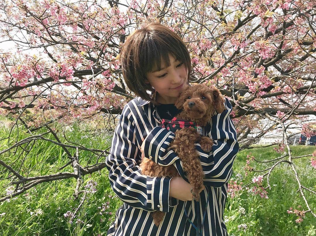 amiさんのインスタグラム写真 - (amiInstagram)「わんこを飼ってから、よく家から出るようになった🌸😂😂 #桜 #春 #お花見 #犬 #ジェイディーズ #spring #Instagram #jdeez #ami」3月28日 11時09分 - amidesudoumo