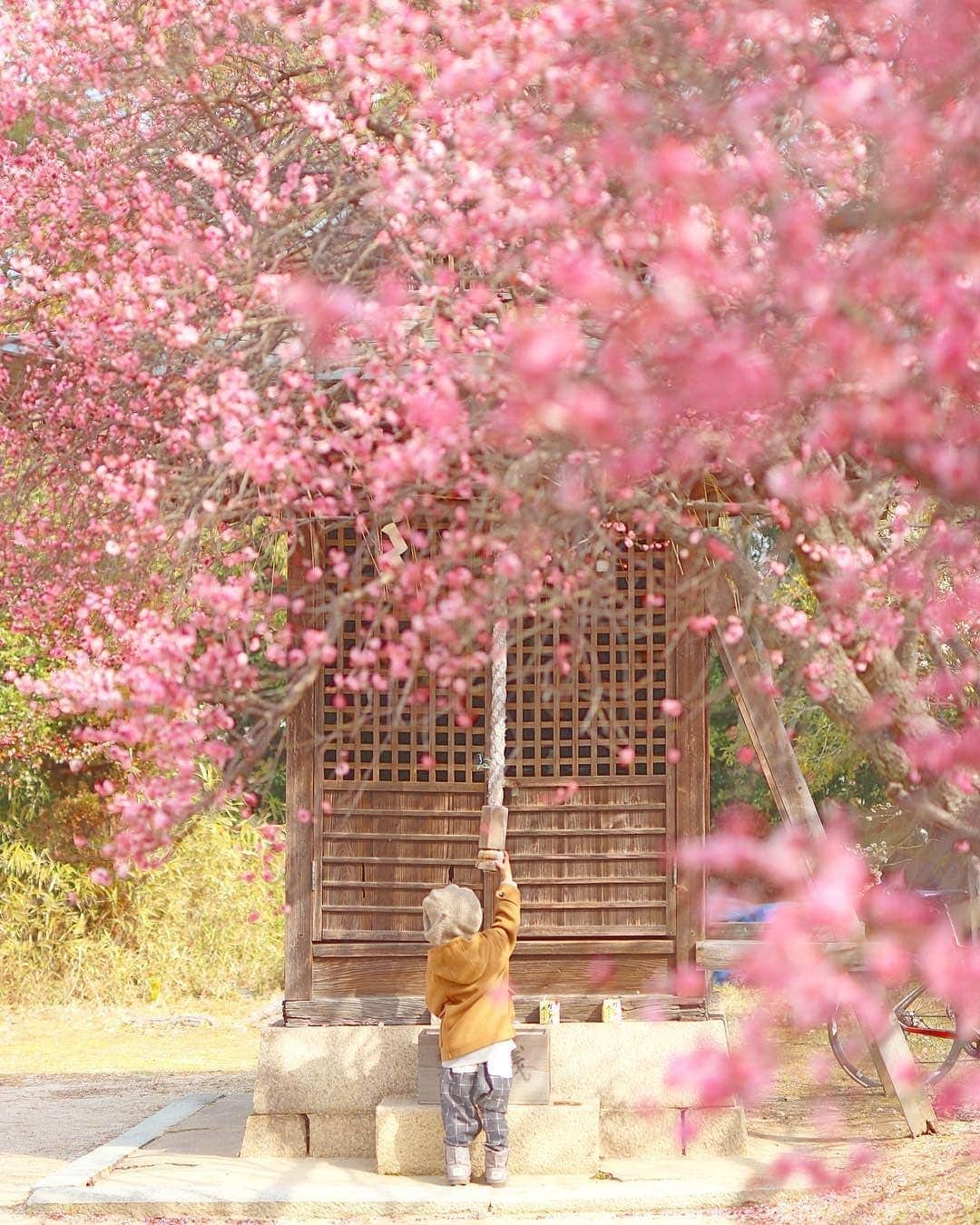 Photobackさんのインスタグラム写真 - (PhotobackInstagram)「ふんわりピンクの梅の花🌸その先には、ひとりでしっかりお参りする姿が✨2枚目の写真もとってもかわいいので、ぜひスワイプしてみてください🤗💓素敵な作品をありがとうございます😄 . ここでは、3月まで募集していたPhotoback新アプリプレリリース記念の「Instagram投稿キャンペーン」で投稿いただい作品の中から、素敵な作品をご紹介しています。 . ついに、Photobackの新アプリがリリース♪ 新アプリのリリース記念して、アプリからご注文された方全員が、自動的に【1,000円OFF】となるキャンペーンを開催中です！ぜひこの機会にPhotoback新アプリでフォトブック作成を体験してみてください😍 . . #photoback新アプリリリース #photobackアプリアンバサダー #あなたのしあわせワンシーン  #photoback春の思い出2019  #photoback #フォトバック #フォトブック #新アプリ #アプリ #思い出 #写真 #photo #写真整理 #癒し #天使 #ママ #mama #キッズ #男の子 #子育て #コドモノ #ママリ #子育てぐらむ #親バカ部 #こどものいる暮らし #キッズレート #梅 . ━･･━･･━･･━･･━･･━･･━ #Repost　@rie5296 ━･･━･･━･･━･･━･･━･･━ 今日は朝からずーっと雨。 気分もどんよりなるよね。 だからこんな時は明るい1枚を。 ・ ・ ムスコ、だんだん一人で上手にお参りできるようになってきたなぁ。 さすが仏教の幼稚園に通ってるだけあるわ！笑 子供のおじぎする後ろ姿ってかわいいね♡ ・ ・ Location:兵庫(2019.2.17撮影) . #photoback新アプリリリース」3月28日 11時17分 - photoback.jp