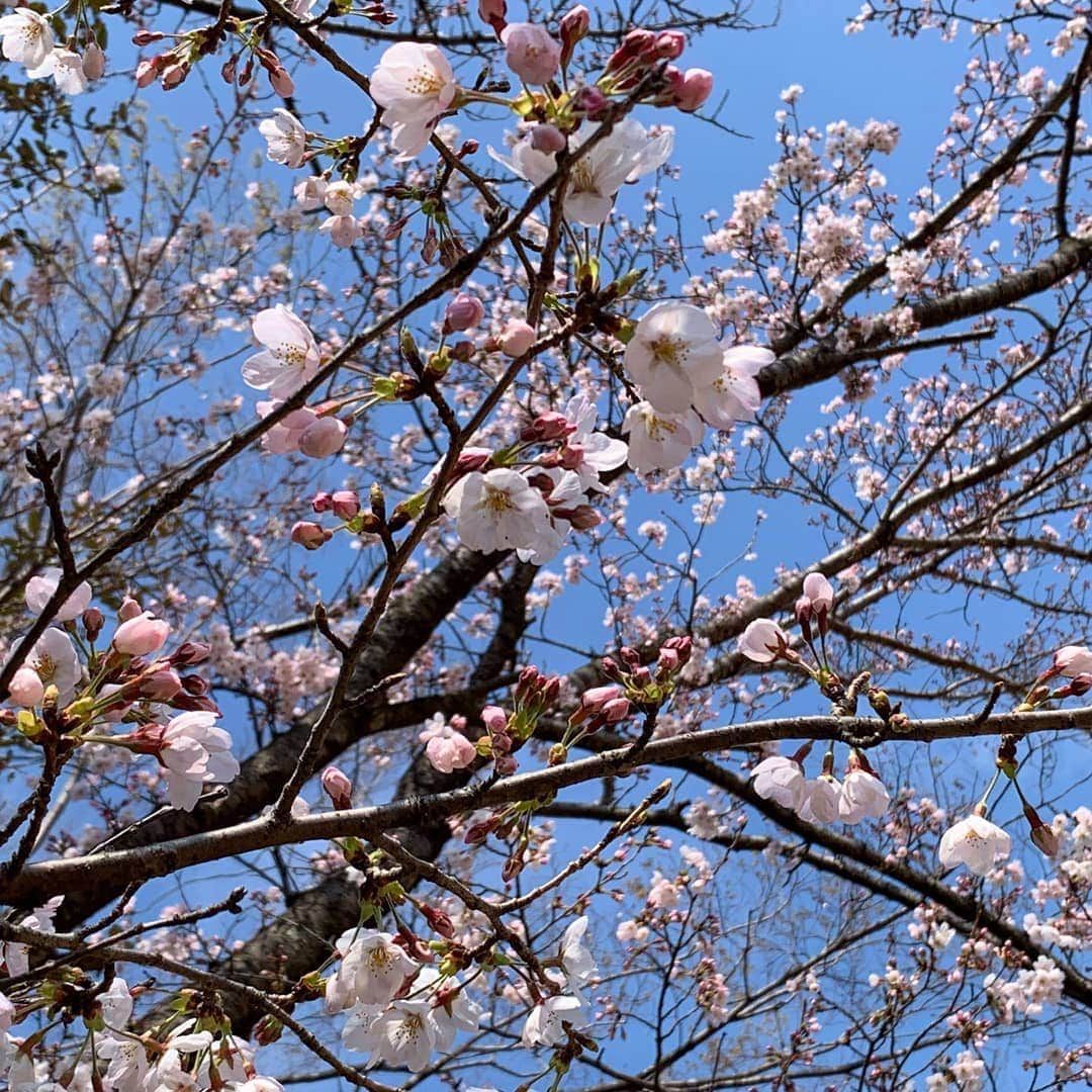 東京ヴェルディさんのインスタグラム写真 - (東京ヴェルディInstagram)「桜が開き始めた多摩市立陸上競技場で、本日、改修前最後のトレーニングを行いました。  チームはホーム連戦に向けて、準備を進めています。  今週3/30（土）は味スタにて柏レイソル戦、来週4/3（水）水戸戦は、今季はじめての味フィ西でナイター開催。 ぜひ、足を運んでください！  #東京ヴェルディ #verdy #ヴェルディ #東京 #tokyo #多摩市立陸上競技場 #桜 #四分咲き」3月28日 11時27分 - tokyo_verdy