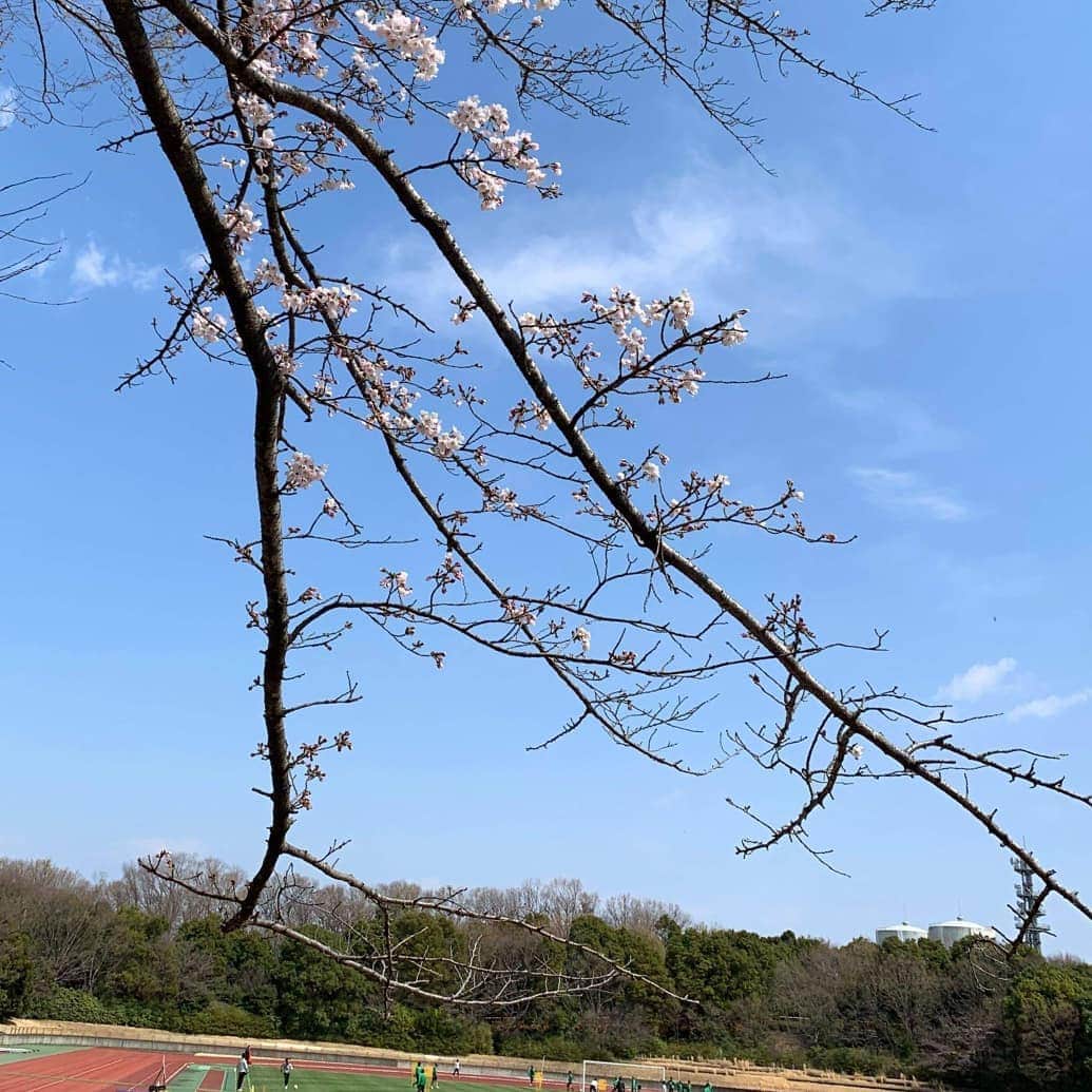 東京ヴェルディさんのインスタグラム写真 - (東京ヴェルディInstagram)「桜が開き始めた多摩市立陸上競技場で、本日、改修前最後のトレーニングを行いました。  チームはホーム連戦に向けて、準備を進めています。  今週3/30（土）は味スタにて柏レイソル戦、来週4/3（水）水戸戦は、今季はじめての味フィ西でナイター開催。 ぜひ、足を運んでください！  #東京ヴェルディ #verdy #ヴェルディ #東京 #tokyo #多摩市立陸上競技場 #桜 #四分咲き」3月28日 11時27分 - tokyo_verdy