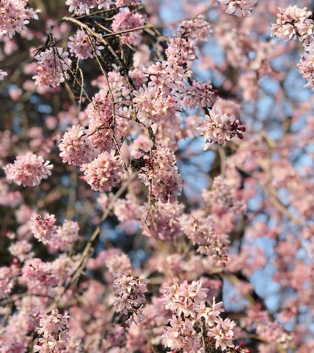 進藤やす子さんのインスタグラム写真 - (進藤やす子Instagram)「なっちゃん🐼🌈 桜見てるかな。 あ、でも 🌸より🍡かな笑。 . . 2枚目は昨日見たしだれ桜🌸 こんないい季節に追い込み期なの悲しい💦 . . #棗日記 #なっちゃん🐼 #思い出なっちゃん🐼 #保護犬出身 #保護犬カフェ卒業生」3月28日 11時30分 - yasukoshindo