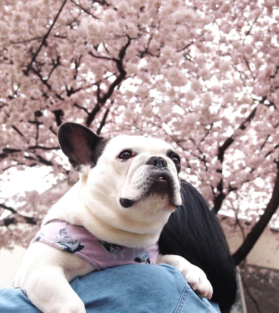 進藤やす子さんのインスタグラム写真 - (進藤やす子Instagram)「なっちゃん🐼🌈 桜見てるかな。 あ、でも 🌸より🍡かな笑。 . . 2枚目は昨日見たしだれ桜🌸 こんないい季節に追い込み期なの悲しい💦 . . #棗日記 #なっちゃん🐼 #思い出なっちゃん🐼 #保護犬出身 #保護犬カフェ卒業生」3月28日 11時30分 - yasukoshindo