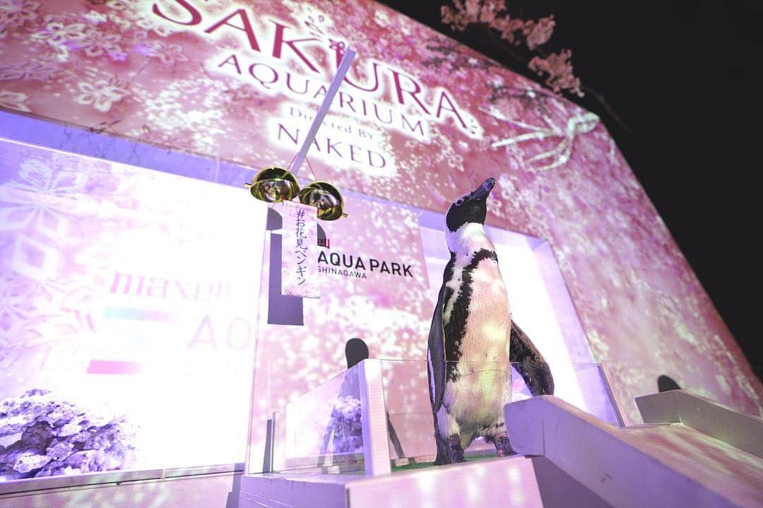 アクアパーク品川さんのインスタグラム写真 - (アクアパーク品川Instagram)「可愛らしい #ケープペンギン と一緒にお花見🌸✨⁣ ･⁣ 【SAKURA AQUARIUM-Directed BY NAKED-】開催中🐬⁣ 2019年4月21日まで⁣ ･⁣ ペンギンたちが #プロジェクションマッピング とのコラボで桜を咲かせにやってくる、「#お花見ペンギン」✨⁣ 最後にくす玉を割ると、桜が満開に！⁣ ･⁣ イベントは1階パークエントランス「桜便り」にて、⁣ 毎日4回ご覧いただけます♪⁣ ･⁣ 【実施時間】⁣ 10:30/12:00/16:30/18:00⁣ ･⁣ #マクセルアクアパーク品川 #MaxellAquaParkShinagawa ⁣ #アクアパーク #aquapark #アクアパーク品川 #aquaparkshinagawa ⁣ #都市型水族館 #水族館 #TheEntertainmentAquarium ⁣ #SAKURAAQUARIUM #aquarium #サクラアクアリウム ⁣ #nakedinc #フォトジェニック #お花見 #花見 #cherryblossomviewing #光 #音 #桜 #sakura #夜桜 #Beautiful⁣ #桜便り #お花見ペンギン #Entrance #PINK」3月28日 11時30分 - aquapark_official