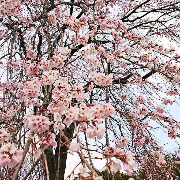 ザスパクサツ群馬さんのインスタグラム写真 - (ザスパクサツ群馬Instagram)「. 【今週末はホーム戦🌸🌸🌸✨】 . 正田醤油スタジアム群馬の、ホームゴール裏にある、フラワーゲート前のしだれ桜の様子です🌸 群馬県内は、まだまだお花見にはちょっと早い様子ですが、このしだれ桜は良い感じに咲いております🌸🏟️ ちょっとだけお花見気分も、お楽しみください🎶 . . 2019明治安田生命J3リーグ 第4節 . 🆚 #ヴァンラーレ八戸FC 🕐 13:00kickoff 🏟️ 正田醤油スタジアム群馬 . . #ザスパクサツ群馬 #thespa #敷島公園 #正田醤油スタジアム群馬  #桜 #花見 #jleague #J楽 #正田スタ #開花 #spring #cherryblossom」3月28日 11時41分 - thespakusatsugunma_official