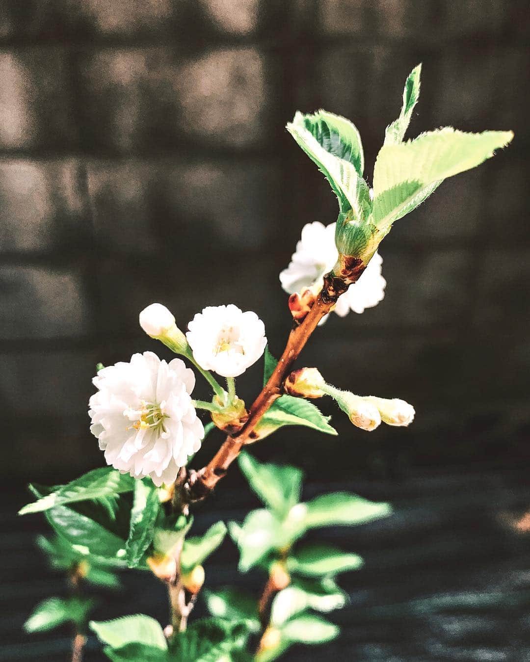 武居詩織さんのインスタグラム写真 - (武居詩織Instagram)「🌸十月桜がやってきた。一年に二度咲くらしい。 遂に今年も桜の季節、なんだか桜には特別な思いがある。 . 私の地元は春がとても綺麗で、土手の菜の花と小川を挟んだ桜並木を見るために毎年必ず春には実家に帰ることにしている。 近年は多少有名にはなってきたけれど、都内とは違い人も少なく隣もいない状態でゆっくりと小川の横の桜の下でシートを敷いて春の日を楽しめる。 . 菜の花の土手では寝転びながらゆったりと流れる時に身を任せるとまるで天国にいるような気持ちになる。 友達とみんなでお酒を飲んで楽しむお花見とは別で、これは私の恒例のお花見なのだ。お酒は好きだけれど、その時は別になくていい。ただ菜の花に埋もれながら青空を見上げて鳥の声をきく。ただ体全体が自然と一体化していくような。そういう時間を楽しむ心を忘れたくない。」3月28日 11時50分 - shioritakesue
