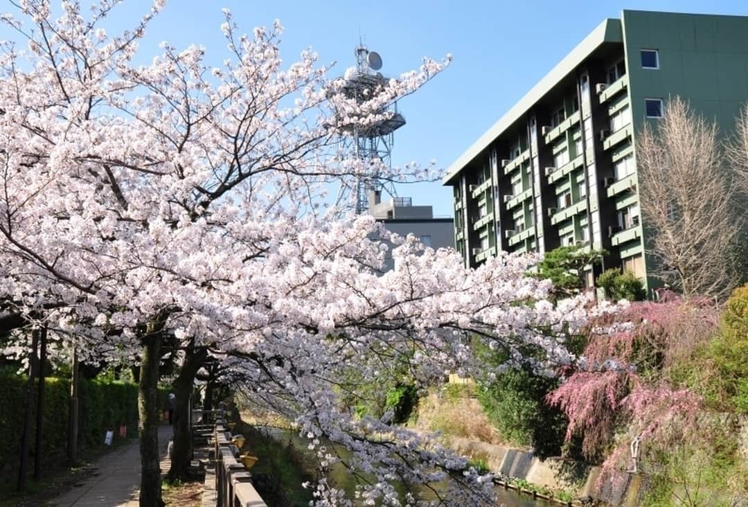 Relux | リラックスさんのインスタグラム写真 - (Relux | リラックスInstagram)「春は桜の名所として、ピンクに彩られる松川。ライトアップされた夜桜は貴方を幻想的な世界へと誘います。洗練された空間、伊東遊季亭で貴方だけのくつろぎ時間をお過ごしください。 . 📍くつろぎ日和 伊東遊季亭/静岡 . . . 気になる宿の詳細はプロフィールから▶ @relux_jp . #くつろぎ日和伊東遊季亭 #Relux #リラックス #旅行 #静岡 #旅館 #温泉#国内旅行 #旅したくなるフォト #旅の記録 #大人の休日 #風景写真 #おでかけ #大人旅 #旅スタグラム #旅が好き #旅フォト #ダレカニミセタイケシキ #旅行好き #日本旅行 #桜 #trip #travel #shizuoka #onsen #japantravel #ig_japan #お花見 #桜2019 #cherryblossoms」3月28日 12時00分 - relux_jp