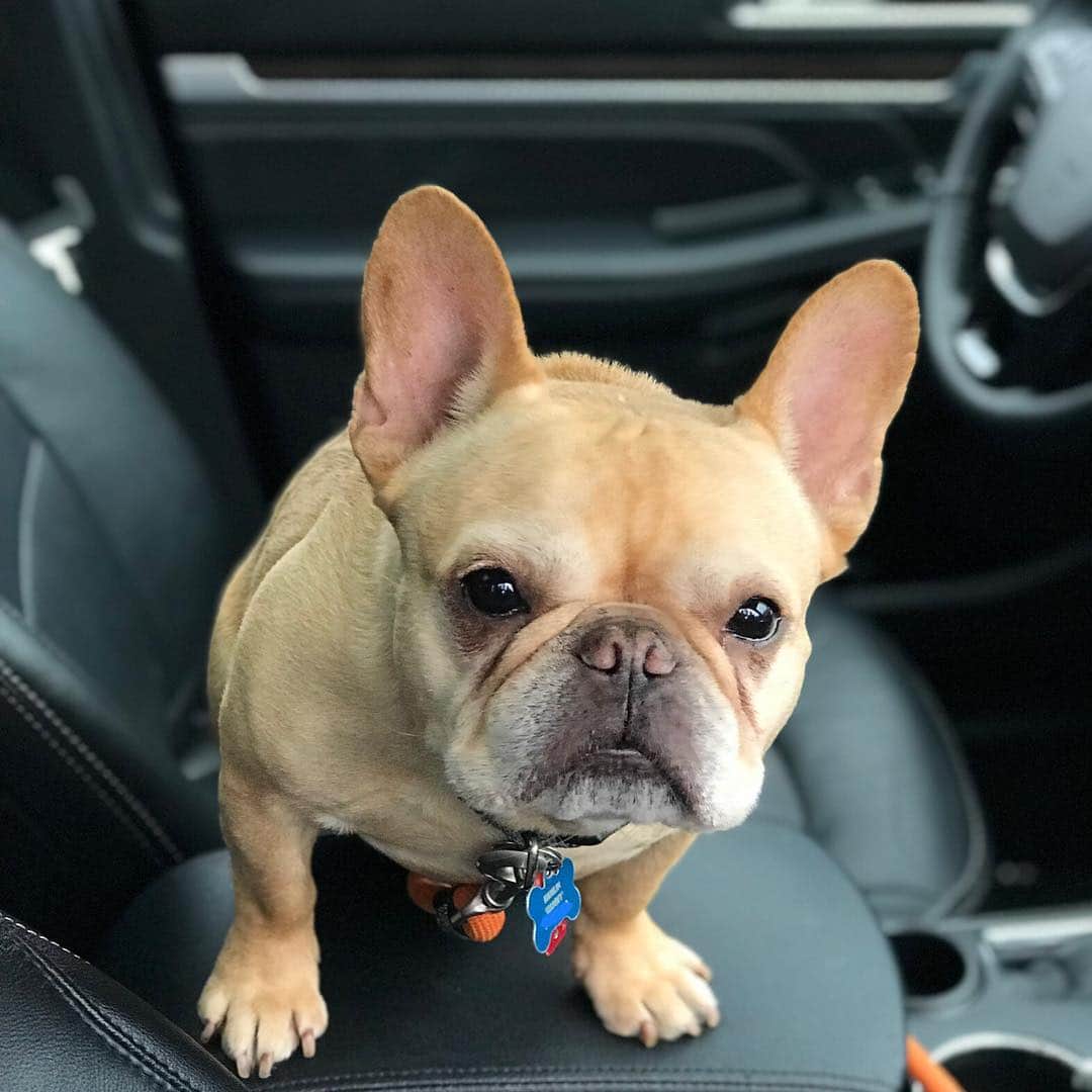 Hamlinさんのインスタグラム写真 - (HamlinInstagram)「I can drive, if you can find me a set of opposable thumbs and some stilts to operate the pedals. 🏎💨 ..........」3月28日 11時52分 - hamlin_the_frenchie