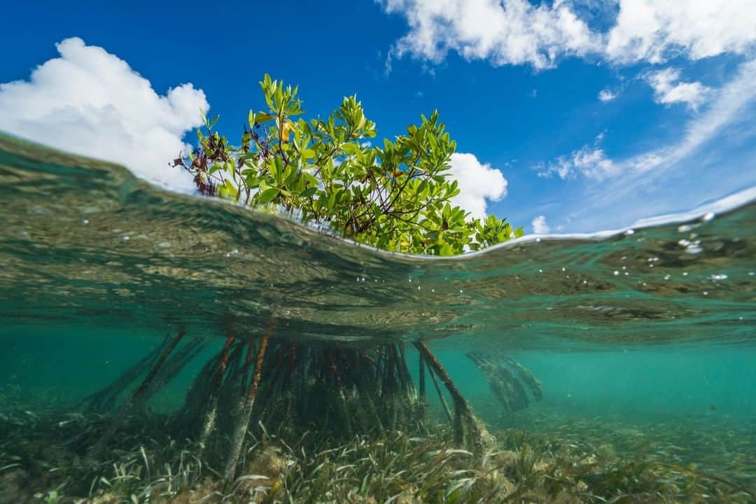 のインスタグラム：「Photo by @cristinamittermeier | Crystal-clear turquoise waves roll gently against this mangrove patch in Cuba's Gardens of the Queen. Mangrove forests are some of the most productive ecosystems on the planet and connect life both above and below the surface. The tangled roots provide food and a safe habitat for fish, but these complex ecosystems are also vital to us as humans. Mangroves prevent erosion, improve water quality, buffer coasts from storms, and act as a carbon sink, storing carbon that would otherwise be released into the atmosphere. In a time of declining environmental health, it is crucial to value and protect unique ecosystems like these that provide resources and security to an abundance of species. #FollowMe at @CristinaMittermeier for more photos of amazing ecosystems from around the globe. #Mangrove #conservation #Cuba #biodiversity」