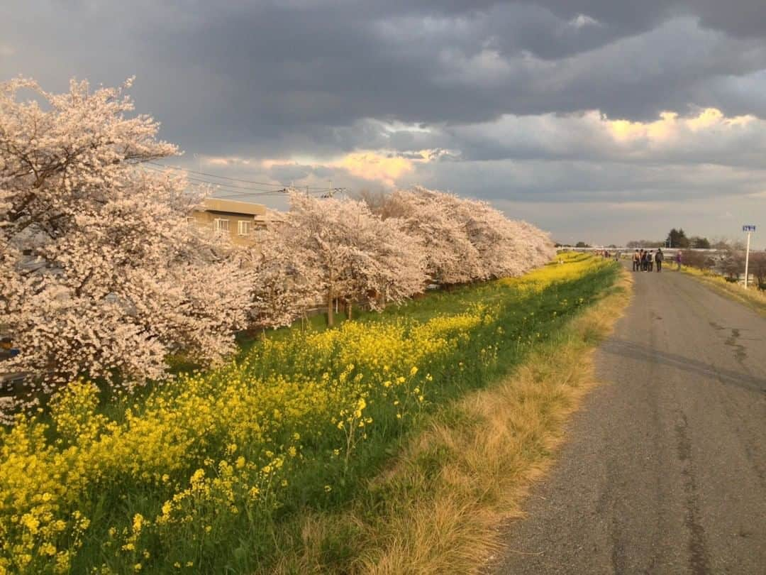 Taiken Japanさんのインスタグラム写真 - (Taiken JapanInstagram)「What happens in the Spring in Japan? A number of important events in the Japanese calendar, which when rolled into one is called “Shinseikatsu” (新生活).⁣ ⠀⠀⠀⠀⠀⠀⠀⠀⠀⁣ Photo credit: Peter Leonard⁣ ⠀⠀⠀⠀⠀⠀⠀⠀⠀⁣ Read more about this aspect of Japanese culture, as well as Japan destinations & experiences at taiken.co!⁣ ⠀⠀⠀⠀⠀⠀⠀⠀⠀⁣ #sakura🌸 #japansakura #sakura #cherryblossoms #hanami #花見 #さくら #新生活 #spring #blossom #blossoms #flowers #nanohana #菜の花 #lovejapan #japan #japan🇯🇵 #japantravel #japantravelphoto #japanese #japanlover #japanphotography #traveljapan #visitjapan #japanlife #travel #travelgram #travelphotography #holiday #roamtheplanet」3月28日 12時05分 - taiken_japan