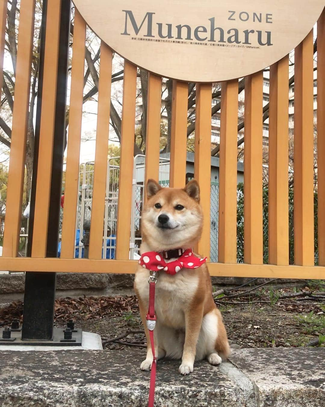 豆柴 サニーちゃんさんのインスタグラム写真 - (豆柴 サニーちゃんInstagram)「. . HELLO〜こんにちわん🐻🌸🏯 . 昨日の名古屋城🏯にて 桜色した忍者肉まんと忍者いちご大福🍓 かわいい〜 . 偶然、まめちゃん @mame274y にも会えて 嬉しかったね〜🤗 小ちゃくてとっても可愛かったよ〜💕 . ラストは 名古屋城とウインクさにたん😉 . . 5枚目、あご引きすぎ🤣ウケるw . . #市役所駅 #勝手に #名古屋観光大使 #名古屋城🏯 #金シャチ横丁宗春ゾーン #お堀散歩 . #柴犬#豆柴 #赤柴 #まめしばいぬ#まめしば#いぬのきもち#ふわもこ部 #pecoいぬ部#pecotv#サンデイ#サンデイいぬ組#anicas #shiba_snap#todayswanko#west_dog_japan #shibainu #shiba#mameshiba#shibastagram #豆柴サニーちゃん」3月28日 12時21分 - sunny_rei_32