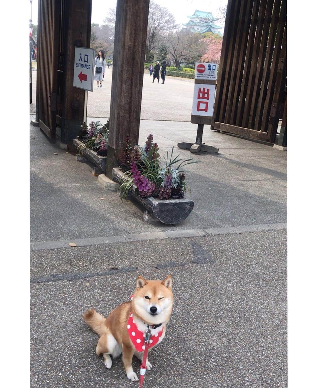 豆柴 サニーちゃんさんのインスタグラム写真 - (豆柴 サニーちゃんInstagram)「. . HELLO〜こんにちわん🐻🌸🏯 . 昨日の名古屋城🏯にて 桜色した忍者肉まんと忍者いちご大福🍓 かわいい〜 . 偶然、まめちゃん @mame274y にも会えて 嬉しかったね〜🤗 小ちゃくてとっても可愛かったよ〜💕 . ラストは 名古屋城とウインクさにたん😉 . . 5枚目、あご引きすぎ🤣ウケるw . . #市役所駅 #勝手に #名古屋観光大使 #名古屋城🏯 #金シャチ横丁宗春ゾーン #お堀散歩 . #柴犬#豆柴 #赤柴 #まめしばいぬ#まめしば#いぬのきもち#ふわもこ部 #pecoいぬ部#pecotv#サンデイ#サンデイいぬ組#anicas #shiba_snap#todayswanko#west_dog_japan #shibainu #shiba#mameshiba#shibastagram #豆柴サニーちゃん」3月28日 12時21分 - sunny_rei_32