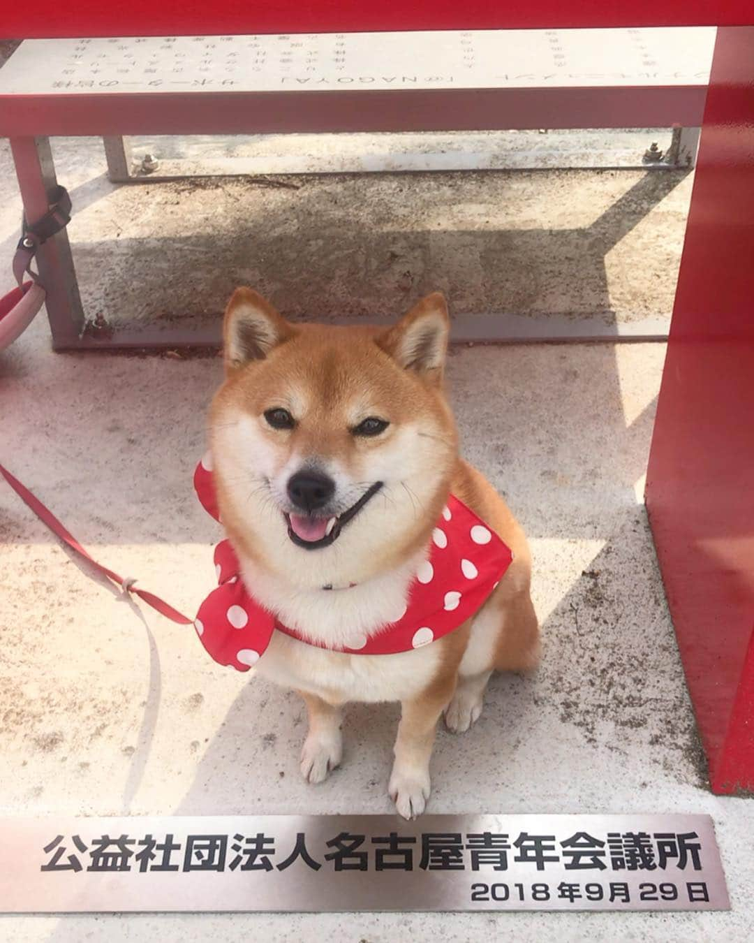 豆柴 サニーちゃんさんのインスタグラム写真 - (豆柴 サニーちゃんInstagram)「. . HELLO〜こんにちわん🐻🌸🏯 . 昨日の名古屋城🏯にて 桜色した忍者肉まんと忍者いちご大福🍓 かわいい〜 . 偶然、まめちゃん @mame274y にも会えて 嬉しかったね〜🤗 小ちゃくてとっても可愛かったよ〜💕 . ラストは 名古屋城とウインクさにたん😉 . . 5枚目、あご引きすぎ🤣ウケるw . . #市役所駅 #勝手に #名古屋観光大使 #名古屋城🏯 #金シャチ横丁宗春ゾーン #お堀散歩 . #柴犬#豆柴 #赤柴 #まめしばいぬ#まめしば#いぬのきもち#ふわもこ部 #pecoいぬ部#pecotv#サンデイ#サンデイいぬ組#anicas #shiba_snap#todayswanko#west_dog_japan #shibainu #shiba#mameshiba#shibastagram #豆柴サニーちゃん」3月28日 12時21分 - sunny_rei_32