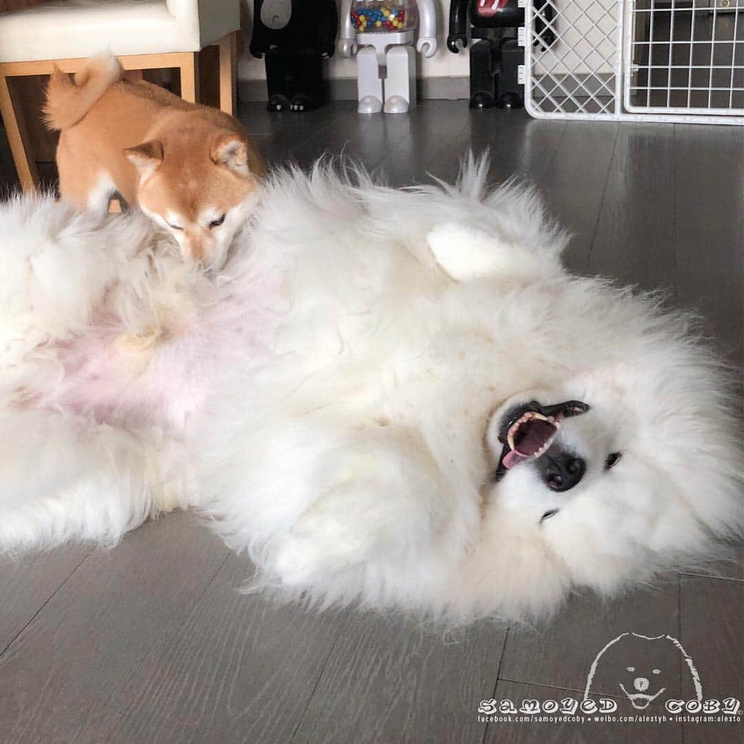 Alex Toさんのインスタグラム写真 - (Alex ToInstagram)「😂😂😂 #cute #dog #doglover #dogsofinstagram #dogoftheday #dogofthedayjp #dogstagram #fluffy #hkig #hongkong #ilovemydog #instadog #instagood #instamood #instagraphy #shibainu #samoyedoninstagram #pet #petlovers #petsofinstagram #petstagram #photooftheday #puppy #pupsofinstagram #samoyed #samoyedsofinstagram #webstagram #犬 #サモエド」3月28日 12時34分 - alexto