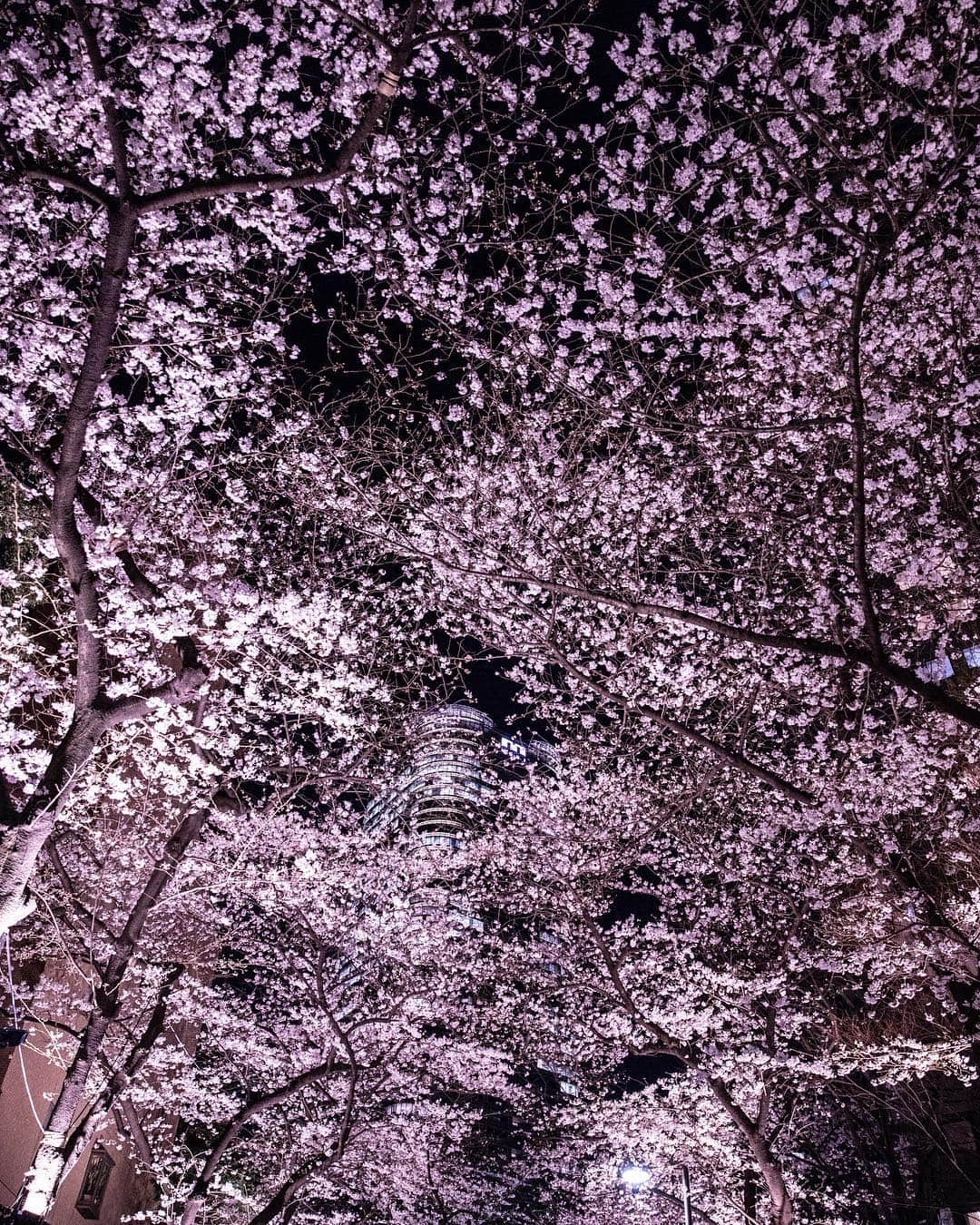 浅野真澄さんのインスタグラム写真 - (浅野真澄Instagram)「ちょっと穴場感のある夜桜スポット。もこもこ、もりもりの桜がとても綺麗でした。  #夜桜」3月28日 12時32分 - asano.masumi