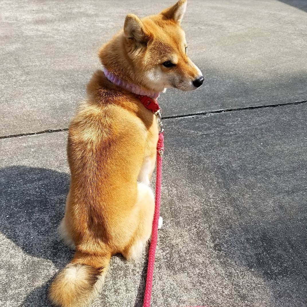 柴犬たま Shibainu Tamaのインスタグラム