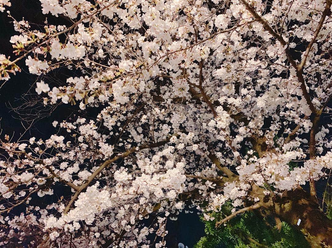 武田るいさんのインスタグラム写真 - (武田るいInstagram)「夜桜綺麗じゃない？🥺🌸 #桜 #spring #japan #sakura #🌸」3月28日 12時41分 - rui_1002