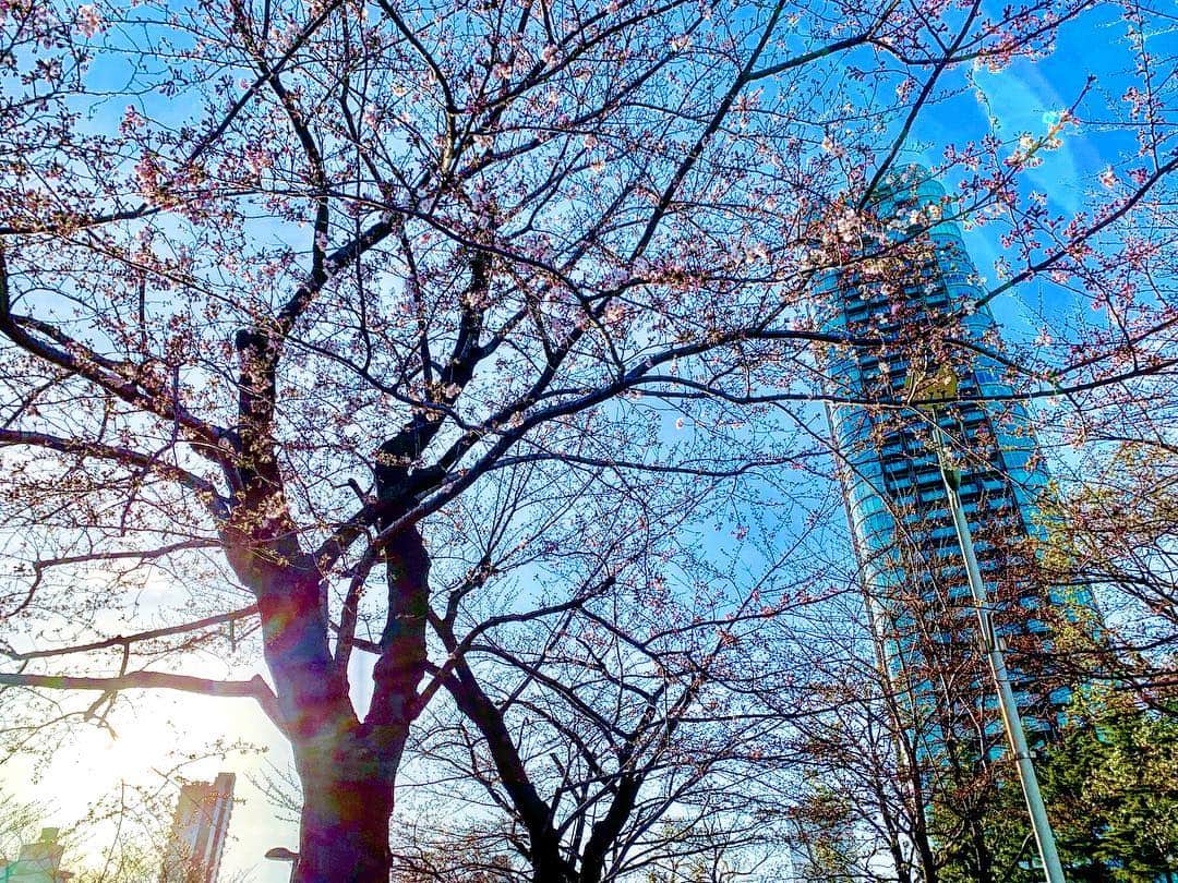 フランク奈緒美ロレインさんのインスタグラム写真 - (フランク奈緒美ロレインInstagram)「. . “MIDTOWN BLOSSOM 2019” 東京ミッドタウンで 桜を楽しめる色んなエリアと 期間限定の春メニューがあったから 友達と行ってきました🌸✨ 桜味のエクレアとシャンパン🥂 エクレア美味しかったし めちゃくちゃいい雰囲気だったから 今回はまだ咲いてなかったけど、 桜が満開になったら 絶対また来たい😍💗 夜はライトアップされてるみたいだから 次は仕事終わりに夜桜見ながら レストラン行くのもいいなぁ🥰 . . #東京ミッドタウン#六本木#桜#MIDTOWN_BLOSSOM#CHANDON# #TOKYOMIDTOWN #roppongi#sakura#blossom#patisserieSadaharuAOKIparis#パティスリーサダハルアオキパリ#お花見#PR」3月28日 12時41分 - naomilorrainefrank