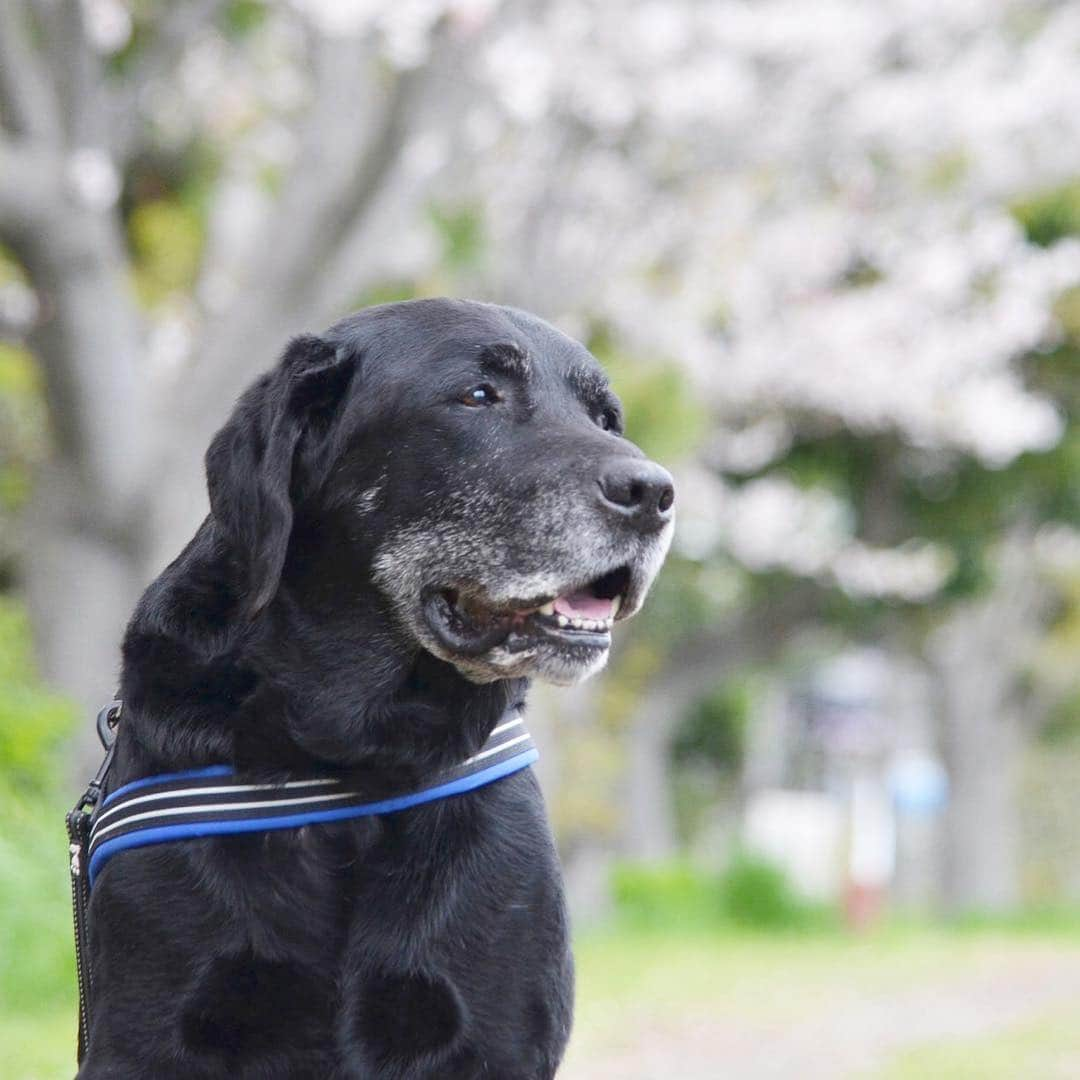 halmeさんのインスタグラム写真 - (halmeInstagram)「2014年3月27日 クーちゃんと見た最後の桜は満開だったね🌸 2019年3月28日  ママはククイと一緒に見たよ🌸😊 まだ２分咲き桜 桜の木もだいぶ痛んでしまって見る影もないけど愛する子と一緒に見るのは嬉しい❤️ * 2019.3.28 THU ☀️」3月28日 12時50分 - halme