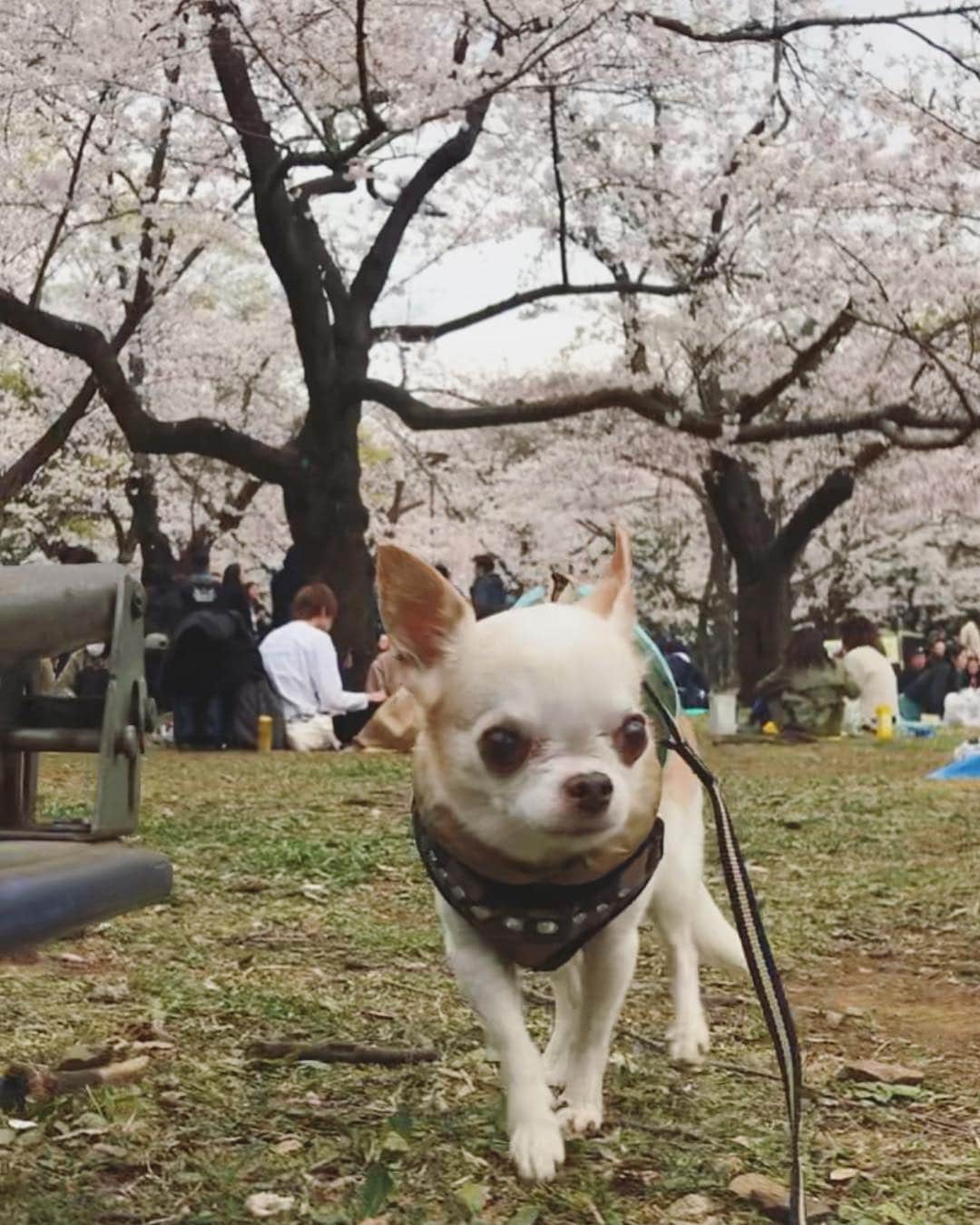 川田希さんのインスタグラム写真 - (川田希Instagram)「お花見で、かわいい女の子にいっぱい撫でてもらってご機嫌なラテさん。  #dogsofinstagram #いぬすたぐらむ #さくら #桜 #お花見」3月28日 18時21分 - nozomikawata