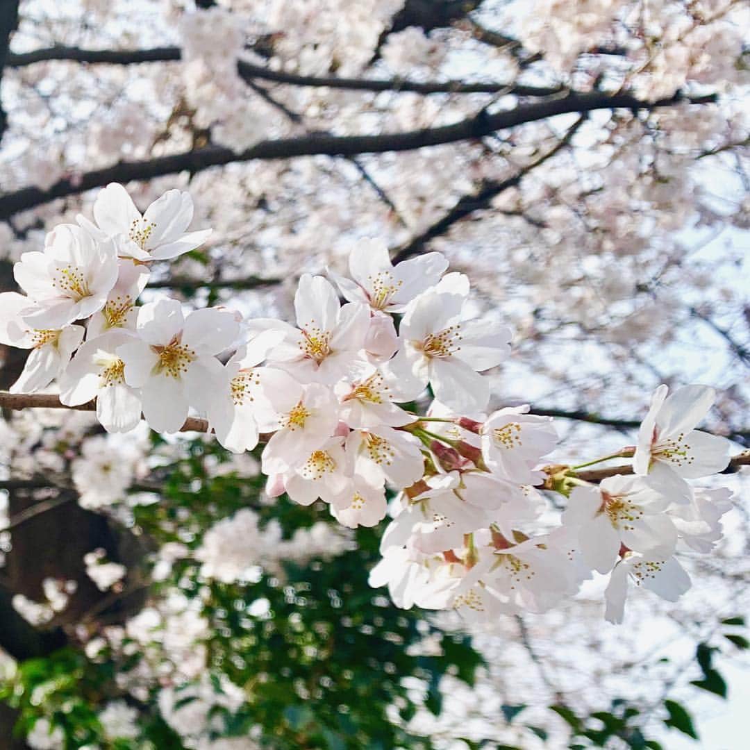 高尾千穂のインスタグラム：「山を下りたらこちらはすっかり春。」
