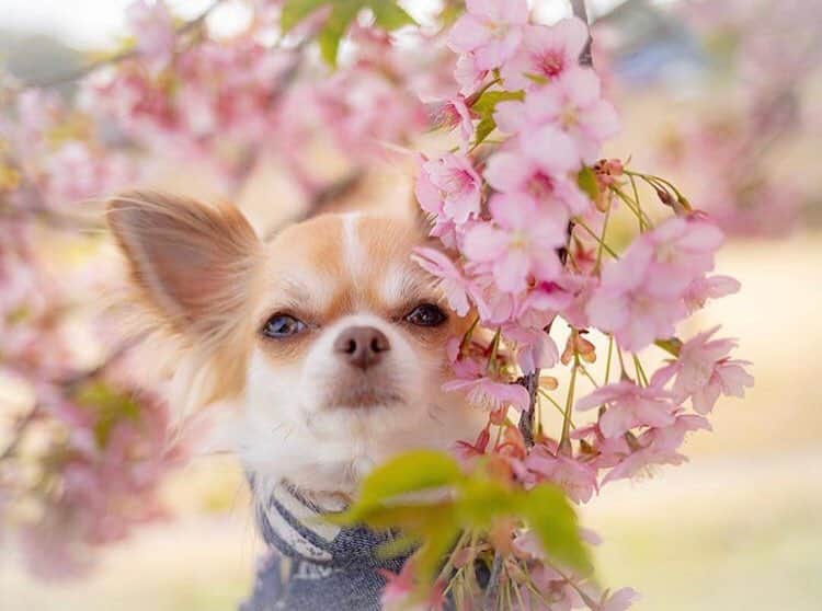 PECO いぬ部さんのインスタグラム写真 - (PECO いぬ部Instagram)「「桜が咲き始めたね🌸」﻿ #ちらチラと﻿ #桜が咲いているところが﻿ #見え始めました✨﻿ #今年はどんなところに﻿ #お花見に行こう？﻿ ﻿ 素敵な写真を投稿してくださったのは…﻿ #regram : @meruarutaku さん❤️﻿ 他にも素敵なお写真がたくさんあるので、ぜひ遊びに行ってみてください♪﻿ ﻿ #pecoいぬ部 をつけて投稿すると…﻿ PECOで楽しくご紹介させていただきます❣️」3月28日 13時06分 - pecodogs