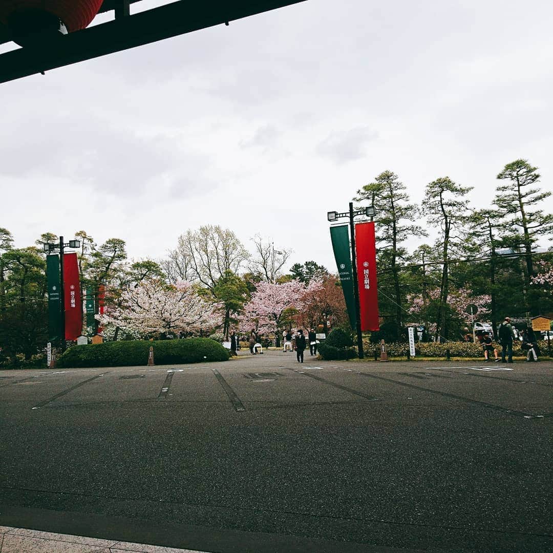 吉水翔子さんのインスタグラム写真 - (吉水翔子Instagram)「国立劇場に駿河桜という桜がある🌸 祖母に教えてもらった！  なかなかこんなに綺麗に咲いているを見たことがないとのことで喜んでました😄  どちらかというと白っぽくて洗練された桜という印象🤗  #国立劇場 #桜 #sakura」3月28日 13時14分 - shokoyoshimizu