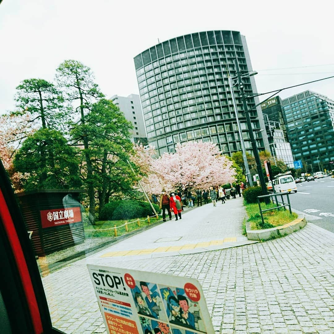 吉水翔子さんのインスタグラム写真 - (吉水翔子Instagram)「国立劇場に駿河桜という桜がある🌸 祖母に教えてもらった！  なかなかこんなに綺麗に咲いているを見たことがないとのことで喜んでました😄  どちらかというと白っぽくて洗練された桜という印象🤗  #国立劇場 #桜 #sakura」3月28日 13時14分 - shokoyoshimizu