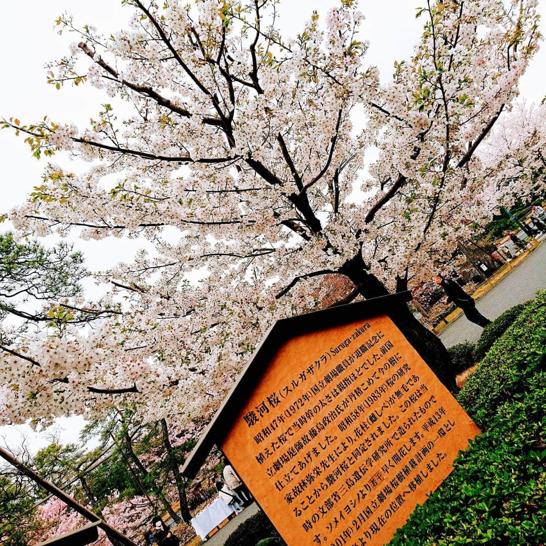 吉水翔子のインスタグラム：「国立劇場に駿河桜という桜がある🌸 祖母に教えてもらった！  なかなかこんなに綺麗に咲いているを見たことがないとのことで喜んでました😄  どちらかというと白っぽくて洗練された桜という印象🤗  #国立劇場 #桜 #sakura」