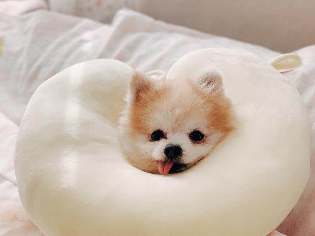 r_oseのインスタグラム：「Little Sugar 🐰🥐〰️」