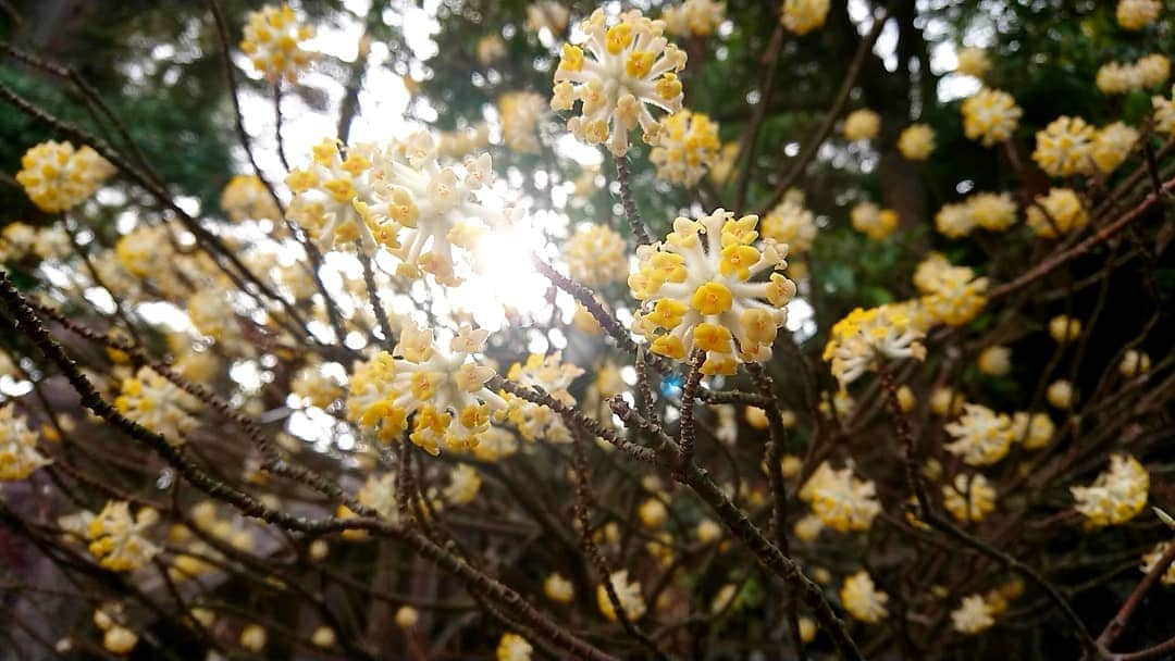 桜花さんのインスタグラム写真 - (桜花Instagram)「午後もナイスにゴーゴー！🍀 ぽかぽかだけどちょっと涼しいアフタヌーン🐱🍀 #ミツマタ  #みつまた #春  #春の花 #高尾山  #薬王院  #afternoon #午後 #午後もナイスにゴーゴー #山登り  #山  #山歩き #山登り大好き芸人」3月28日 13時26分 - mountainohka