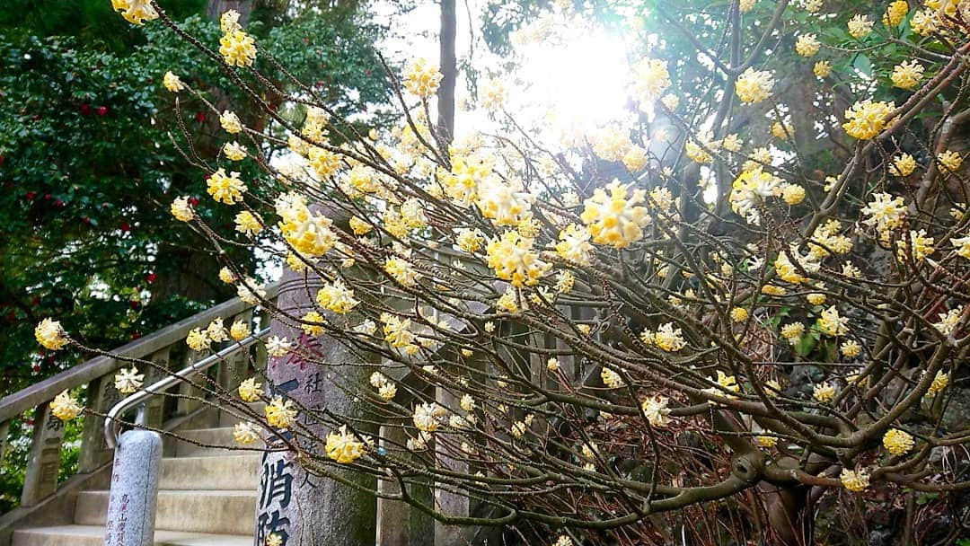 桜花さんのインスタグラム写真 - (桜花Instagram)「午後もナイスにゴーゴー！🍀 ぽかぽかだけどちょっと涼しいアフタヌーン🐱🍀 #ミツマタ  #みつまた #春  #春の花 #高尾山  #薬王院  #afternoon #午後 #午後もナイスにゴーゴー #山登り  #山  #山歩き #山登り大好き芸人」3月28日 13時26分 - mountainohka