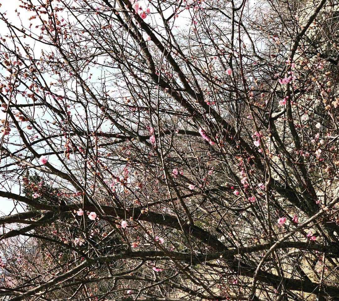 鷹木信悟さんのインスタグラム写真 - (鷹木信悟Instagram)「早かったか...🌸 #桜」3月28日 13時32分 - takagi__shingo