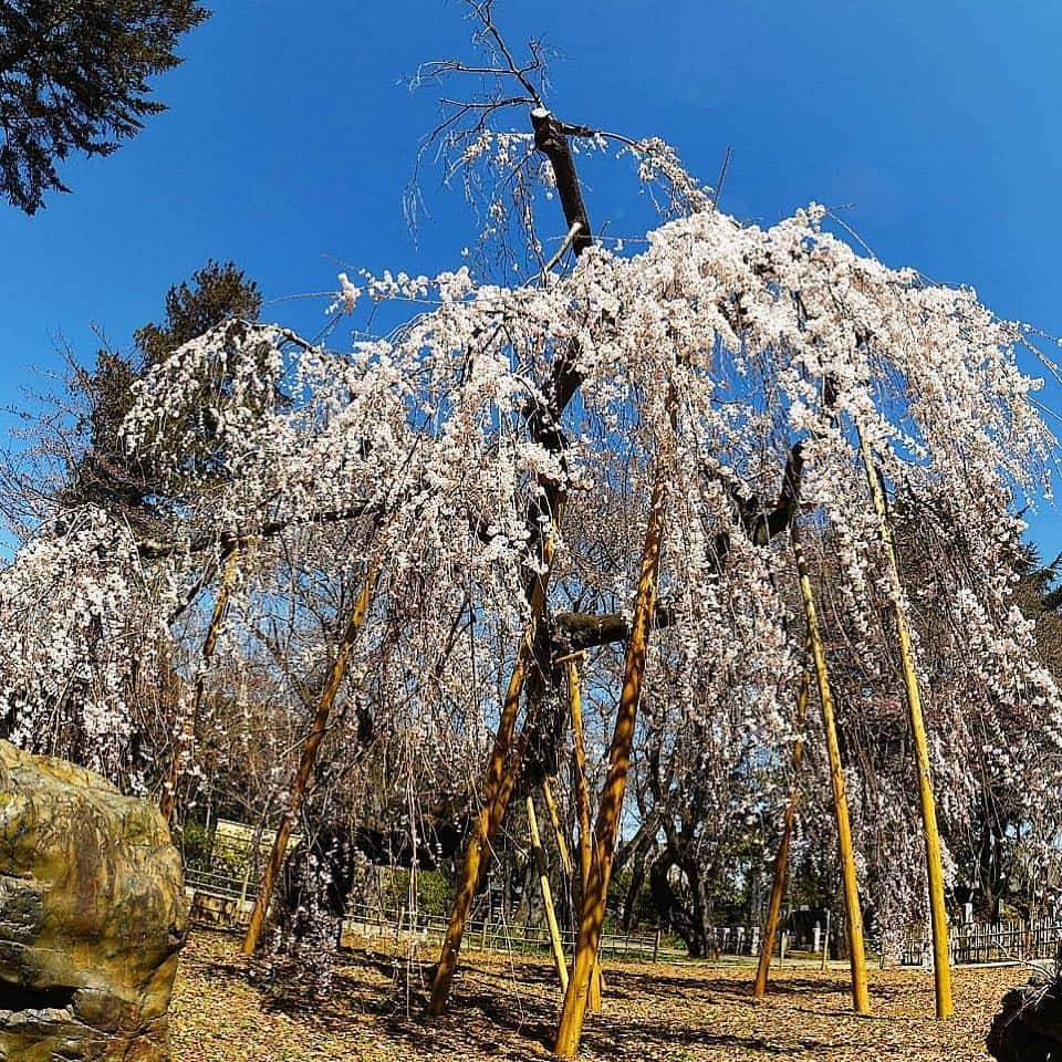 あなたのLOVE CHIBA教えてキャンペーンさんのインスタグラム写真 - (あなたのLOVE CHIBA教えてキャンペーンInstagram)「枝垂れ桜の写真も投稿ありがとうございます🌸  こちらは市川市の真間山　弘法寺の枝下桜「伏姫桜」。 樹齢400年を越えると言われる枝々に咲く満開の花は圧巻！！ 間もなくお花見シーズン全開ですね！ 【らぶちばseason7 @betaionon さんの投稿】  豪華プレゼントが当たる【あなたのLOVE CHIBA教えてキャンペーン 】 3月31日応募〆です！！ まだ応募していなかった方はぜひご応募ください📷 🌸🌸🌸🌸🌸🌸🌸🌸🌸🌸🌸🌸🌸 https://love-love-chiba.jp/ 【豪華プレゼントが当たる！！】 📷Instagramからの応募方法🌟 公式Instagramアカウント『@love.love.chiba』をフォローし、①②からひとつずつ選んだハッシュタグを2個つけて投稿するだけ！ ①「#lovechiba7」または「#らぶちばに応募」のどちらか ②希望プレゼントの中から「#スイーツセット」「#リュック」「#キャップ」「#パペット」「#扇子風呂敷」のどれか１つ  詳しくは公式HPをチェック！ （例） 千葉市の〇〇駅近くにある、〇〇〇というレストラン。 おすすめのパスタが美味しかった～！ 🌸🌸🌸🌸🌸🌸🌸🌸🌸🌸🌸🌸🌸 #サクラ #桜 #お花見 #しだれ桜 #枝垂れ桜 #春 #千葉 #千葉県 #市川市 #真間山 #弘法寺 #伏姫桜 #はなまっぷ #写真 #写真好きな人と繋がりたい #写真撮ってる人と繋がりたい #japan #chiba #ichikawa #cherryblossom #love_bestjapan」3月28日 13時34分 - love.love.chiba