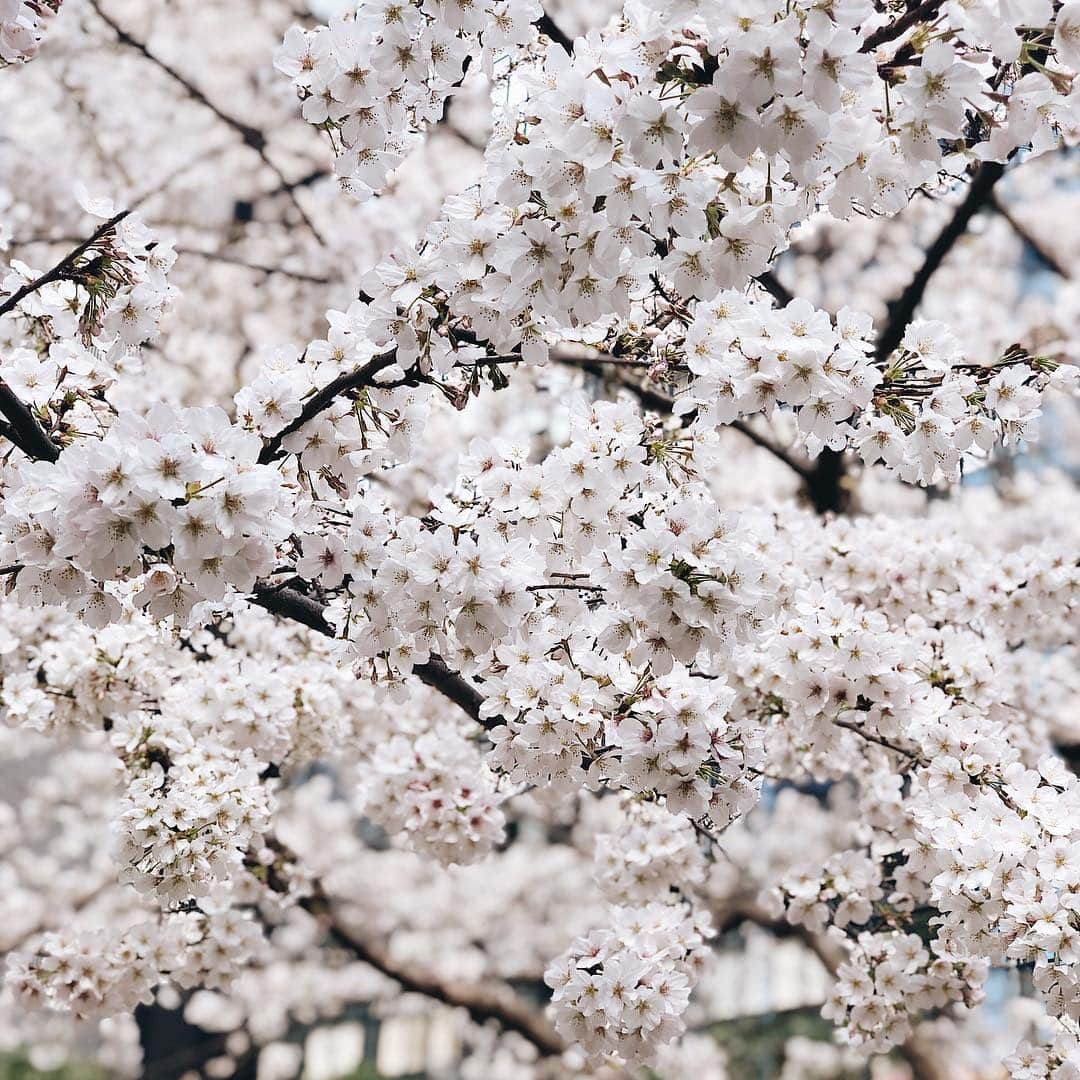 梯真奈美さんのインスタグラム写真 - (梯真奈美Instagram)「どこも桜でいっぱい🌸☺️ 綺麗だな〜♡ 散る前にお花見した〜い！🍶 公園とかでのほほ〜んとした〜い🤤 でも今日はなんだか寒いね🥺 #sakura #japan #flower #m」3月28日 13時59分 - official_manami