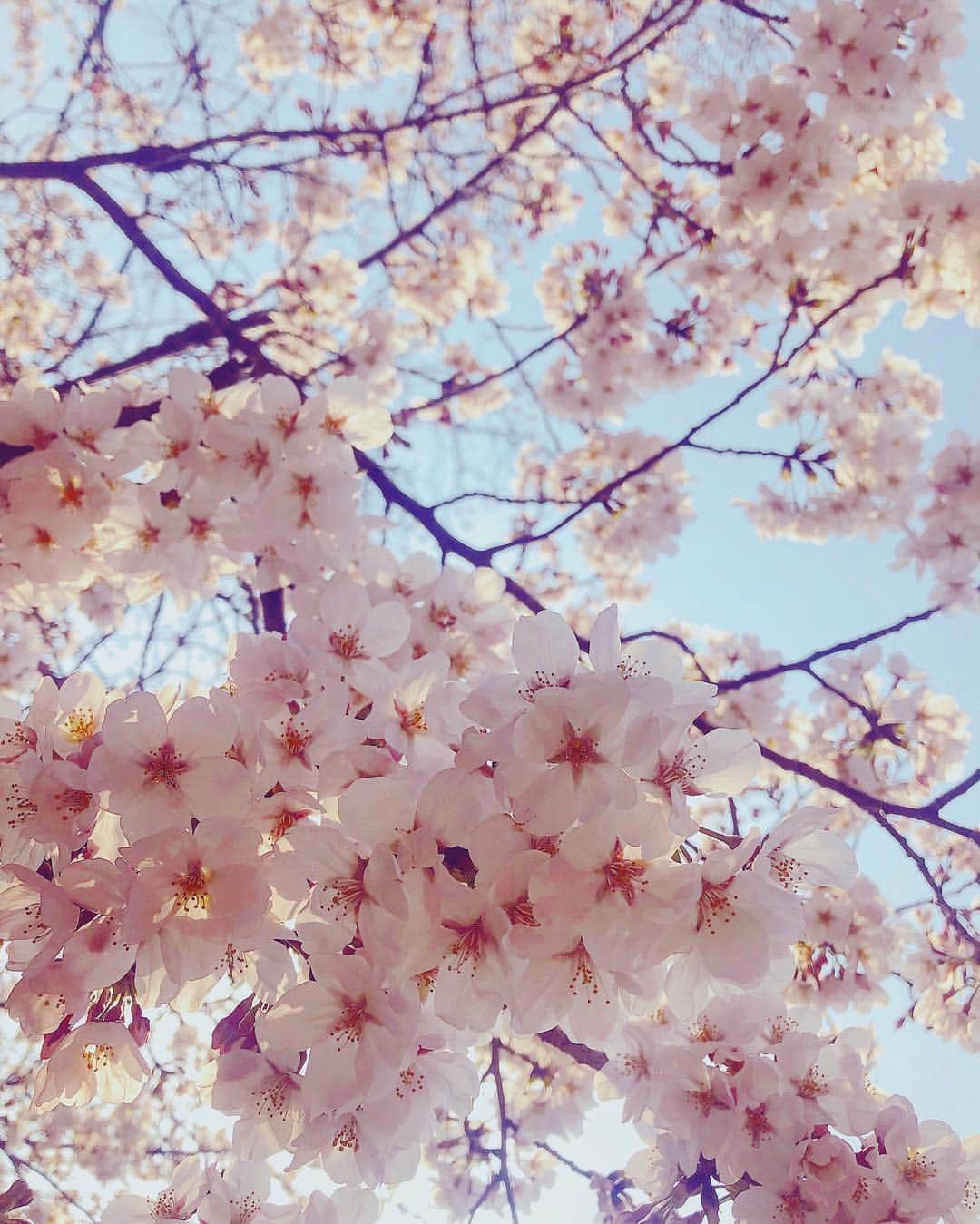 のインスタグラム：「:﻿﻿ ﻿﻿ #🌸﻿﻿ ﻿﻿ #sakura﻿﻿ ﻿﻿ #flowerstagram ﻿ ﻿ #tokyo﻿﻿ ﻿﻿ #spring﻿﻿ ﻿﻿ #team_jp_﻿﻿ ﻿﻿ #tokyocameraclub﻿﻿ ﻿﻿ #iphoneography ﻿﻿ ﻿」