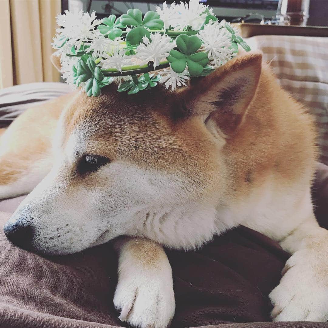 Hanamichi ＆ ℕㆁℜ〡ｋㆁ♡のインスタグラム：「このケーブルかわいいよ( ˘͈ ᵕ ˘͈ ) 💚  #🍀 #四葉のクローバー #clover #iphoneケーブル #シロツメクサの花冠 #HANAKANMURI #softbank  #柴犬 #しばいぬ #子犬 #わんこ #dog #shiba #puppy #love #dogsofinstagram #instashiba」