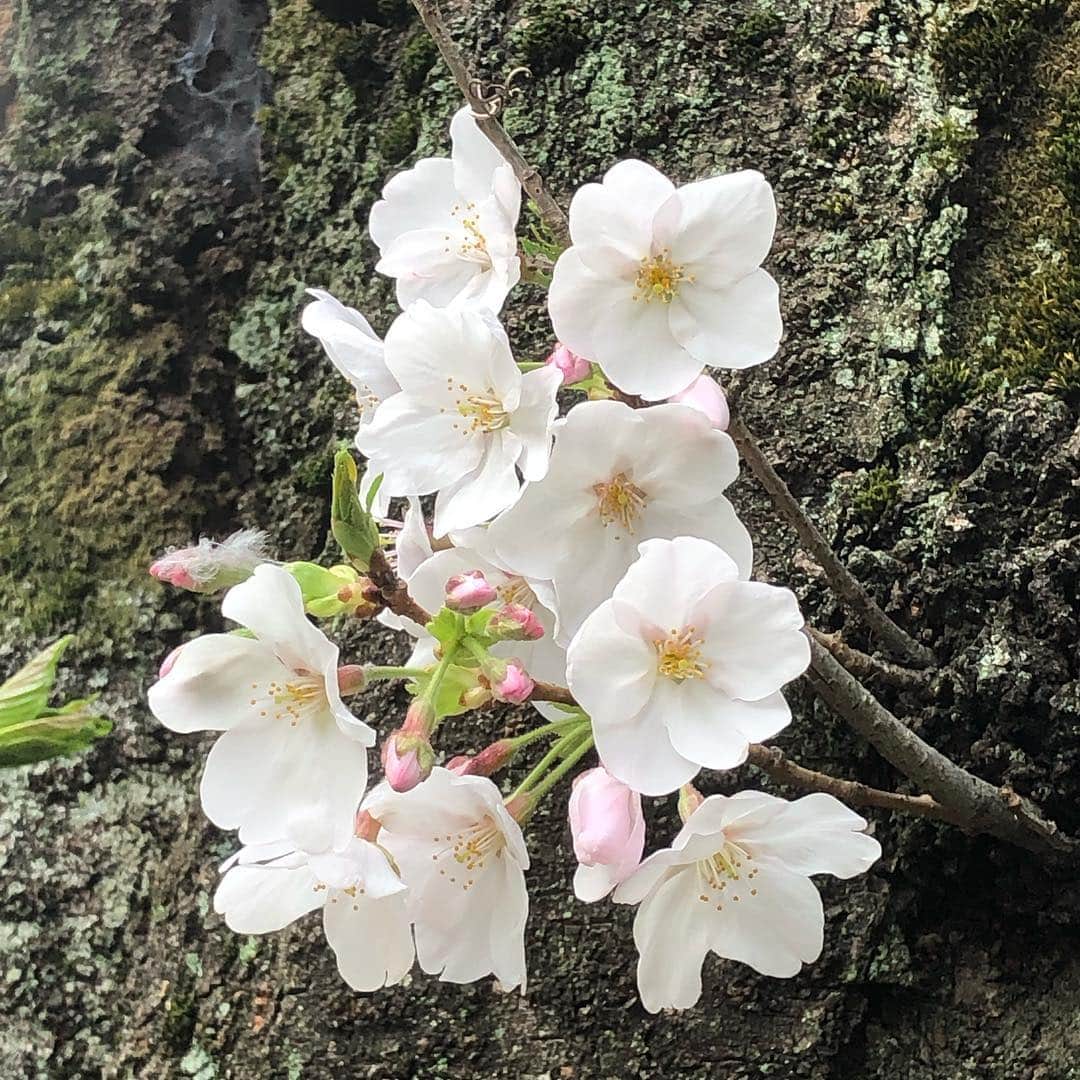 のインスタグラム：「桜満開ですね🌸ようやく身体を動かしたくなる季節の到来！春はいつも身体がウズウズするwそして何故か体調を崩すことが多いwwこの季節の移り変わりを無事抜けられれば、って感じだね、毎年☆  #桜 #お花見」