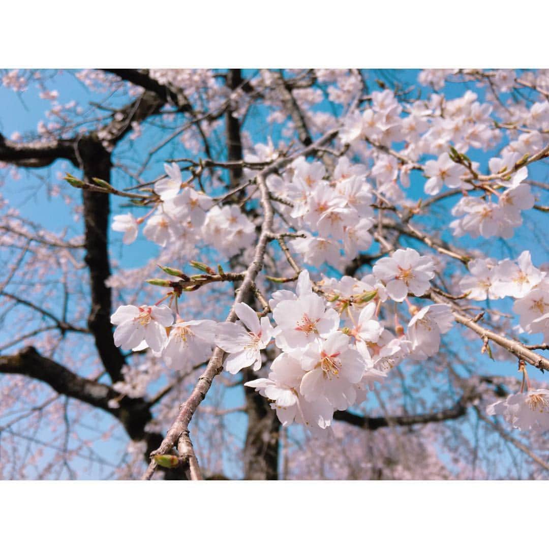のインスタグラム：「Früüüühling🌸  2日間、春を感じるロケでした 行った順番逆ですが 1. 東谷山フルーツパークの桜はまだまだこれからが見頃 2.ノリタケミュージアムの企画展、ノリタケon the greenがユニークで面白かった！ゴルフ好きな方にオススメ 3.ノリタケの森は大好きなんですが、絵付け体験は初めて。難しかったけど楽しかった 4.大好きな白鳥庭園。今年もベニシダレザクラが咲き誇っています。  四月からもキャッチネットワークの「旅するカンジ」ぜひ観てくださいね  #katchネットワーク #キャッチネットワーク #旅するカンジ #spring #cherryblossom #sakura #japan #location #noritakemuseum #ノリタケミュージアム #東谷山フルーツパーク #白鳥庭園 #ノリタケの森」