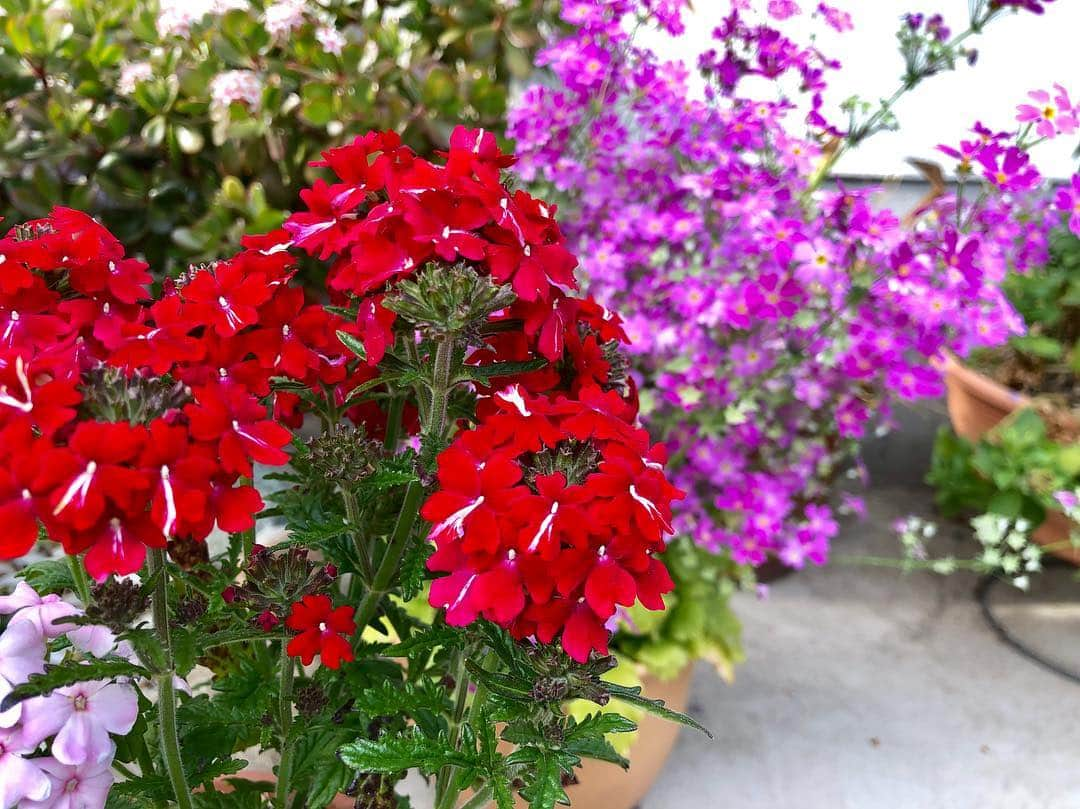 森本麻衣さんのインスタグラム写真 - (森本麻衣Instagram)「beautiful flowers 🌼 春は 桜 以外にも 花々が 鮮やかに咲いて嬉しい🌷 . おばあちゃん👵🏻の庭で。 . . . . #spring##beautifulflowers#flowers#japan#maimorimoto#pianist #森本麻衣#ピアニスト#お花#🌼#おばあちゃんのお家#四国#愛媛」3月28日 14時30分 - _maipiano_