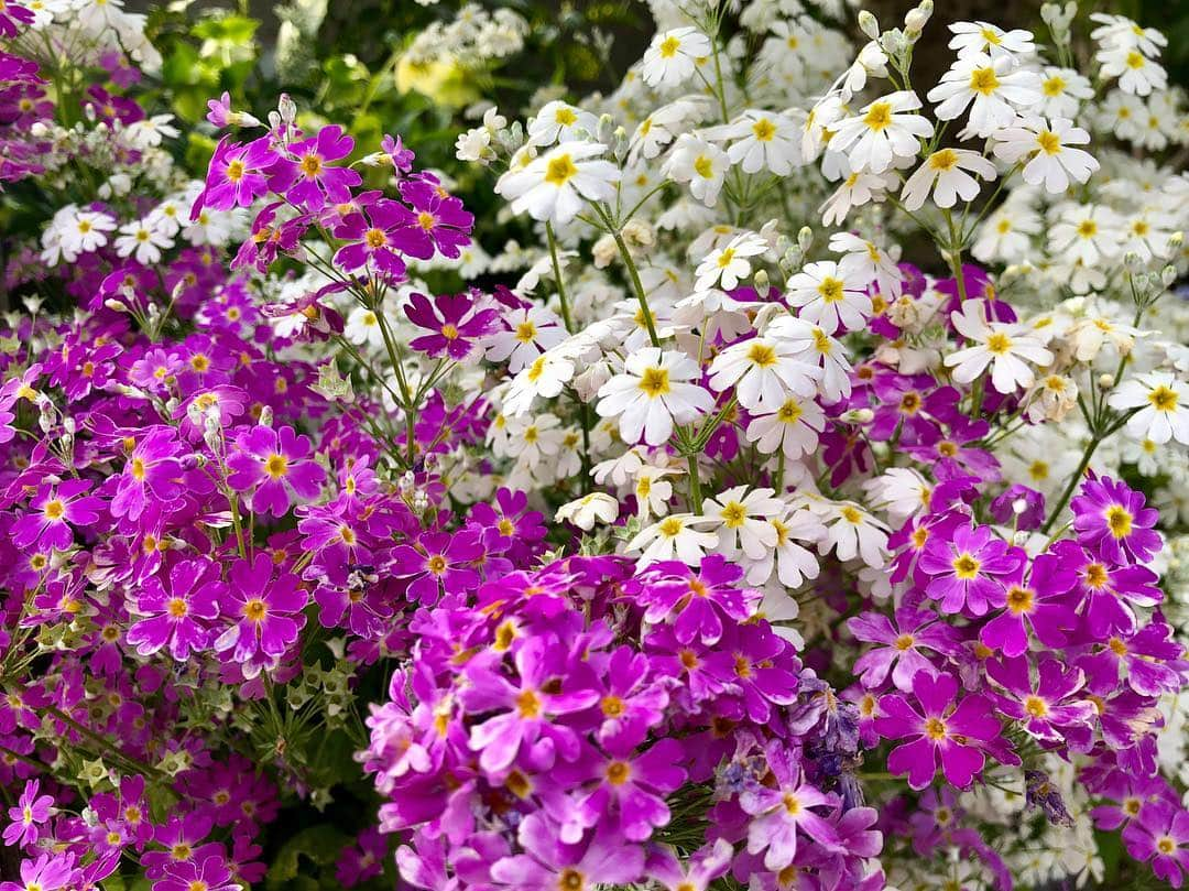 森本麻衣さんのインスタグラム写真 - (森本麻衣Instagram)「beautiful flowers 🌼 春は 桜 以外にも 花々が 鮮やかに咲いて嬉しい🌷 . おばあちゃん👵🏻の庭で。 . . . . #spring##beautifulflowers#flowers#japan#maimorimoto#pianist #森本麻衣#ピアニスト#お花#🌼#おばあちゃんのお家#四国#愛媛」3月28日 14時30分 - _maipiano_