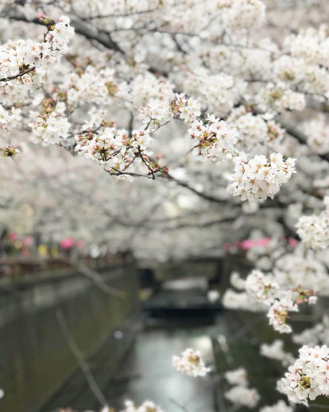 武智志穂さんのインスタグラム写真 - (武智志穂Instagram)「日本人が愛してやまない#lovelyseason 到来🌸 中目黒駅側からだと激混みだけど、池尻大橋駅側はそれ程混んでないからオススメ☺️ 水面に映る桜も風情がいいですなぁ〜 ‌ #中目黒 #目黒川の桜 #八分咲き」3月28日 14時50分 - shiho_takechi