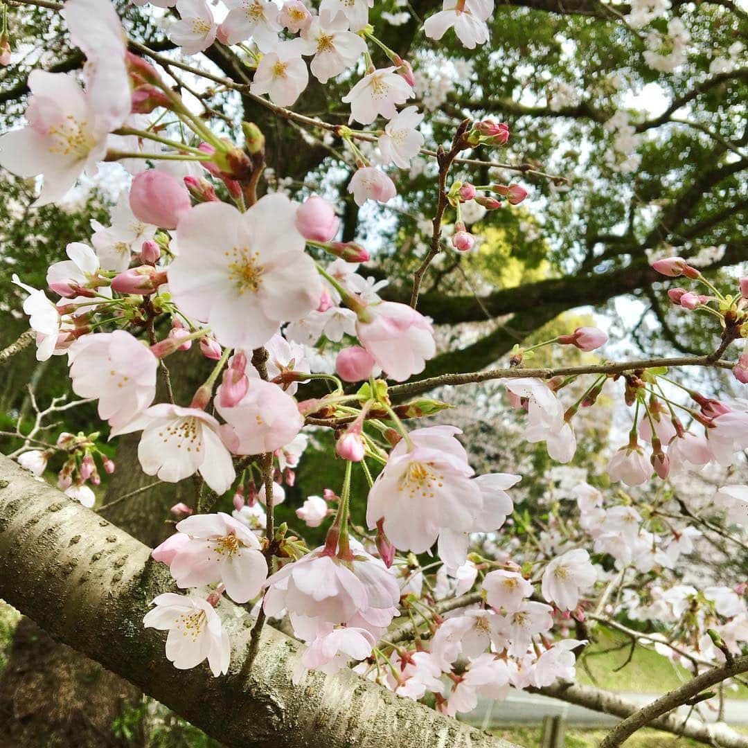 常盤よしこさんのインスタグラム写真 - (常盤よしこInstagram)「春ですね〜♫ 桜にハルリンドウに青もみじ〜♫ #桜#さくら#青もみじ#ハルリンドウ」3月28日 14時57分 - yoshiko.tokiwa