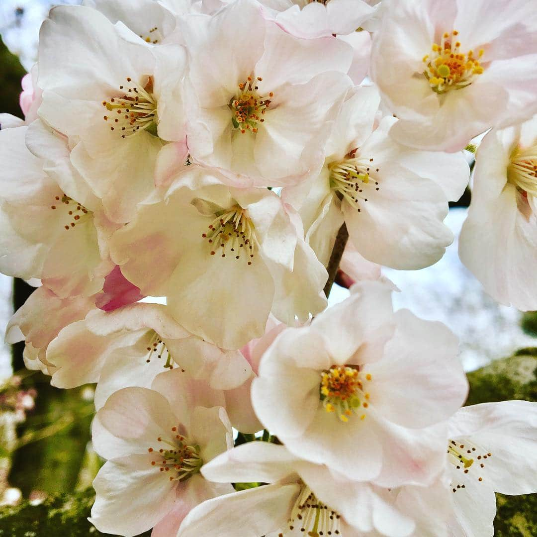 常盤よしこさんのインスタグラム写真 - (常盤よしこInstagram)「春ですね〜♫ 桜にハルリンドウに青もみじ〜♫ #桜#さくら#青もみじ#ハルリンドウ」3月28日 14時57分 - yoshiko.tokiwa