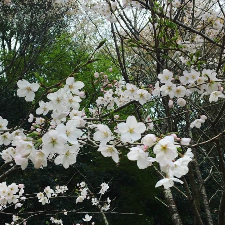 常盤よしこのインスタグラム：「春ですね〜♫ 桜にハルリンドウに青もみじ〜♫ #桜#さくら#青もみじ#ハルリンドウ」