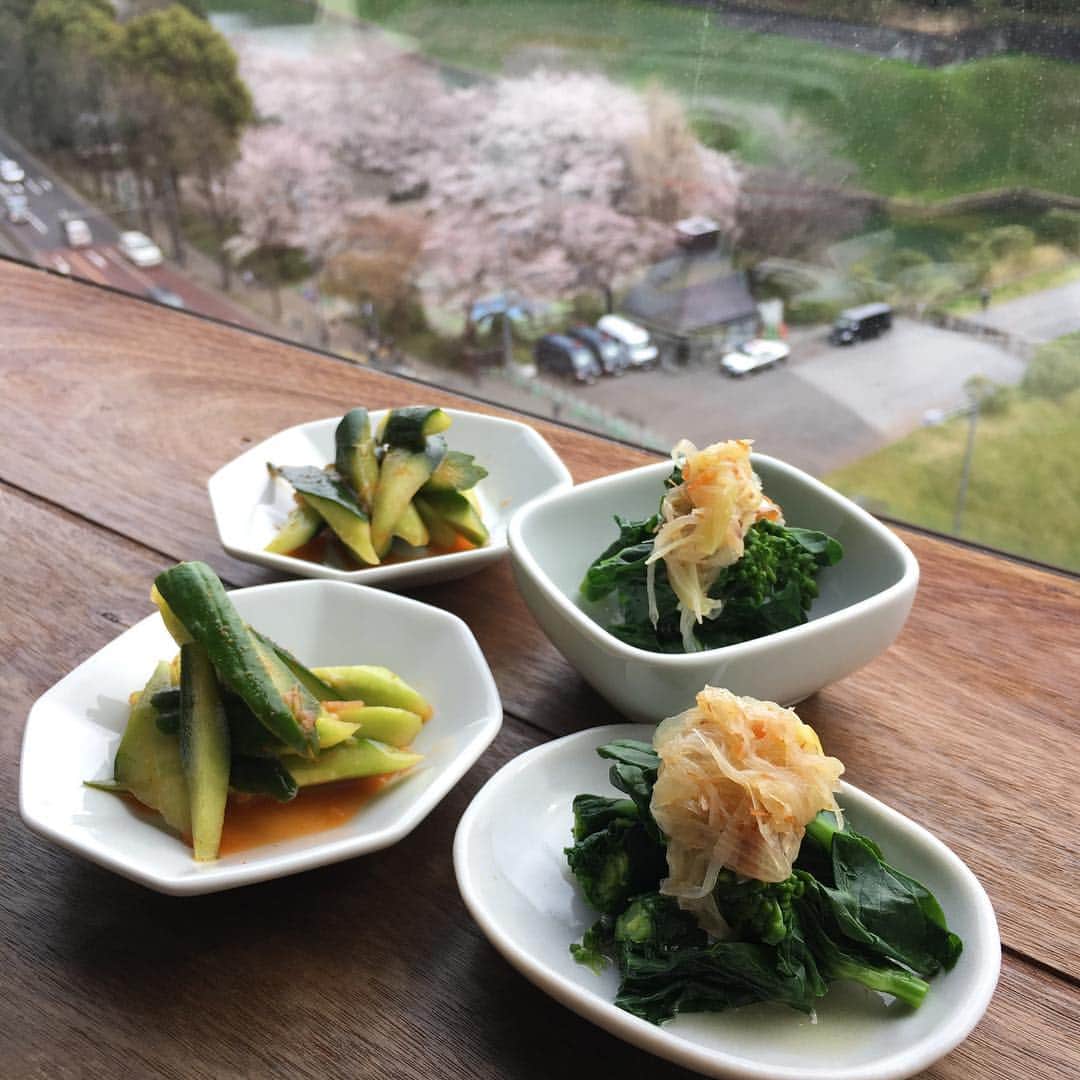 荻原和歌のインスタグラム：「あとは美味しい飲み物だけ。皇居前の桜、いい感じでした。 #お花見 #仕事 #荻原和歌 #cherryblossom #sakura」