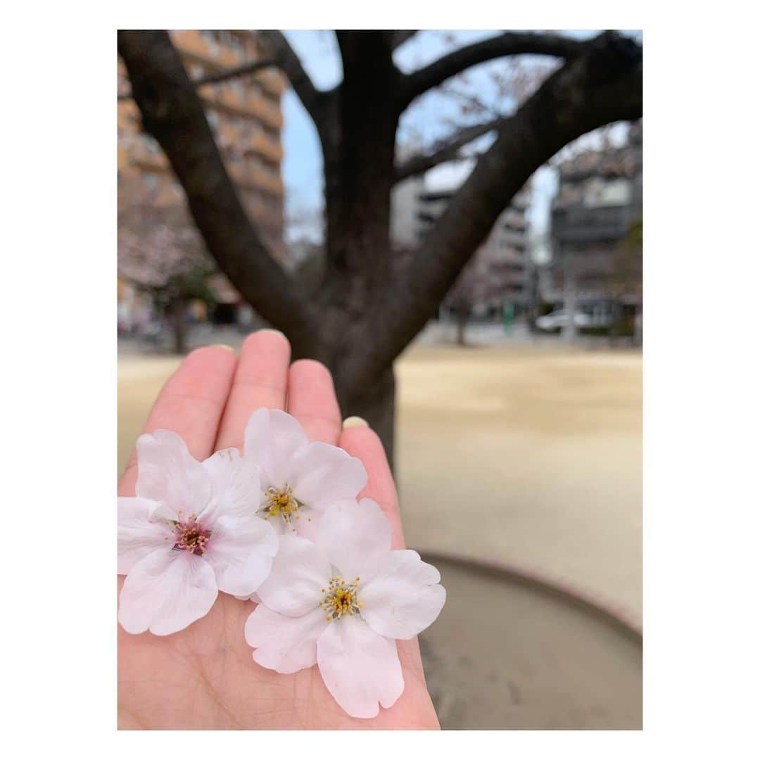 大久保涼香さんのインスタグラム写真 - (大久保涼香Instagram)「きょうはすみだ北斎美術館でお仕事。  目の前の公園の桜を見たら、 満開まではもう少し時間がありそう🌸  でしたが、 お花見もしてもらえずに散っていた、 というよりそのまま落ちていたので 拾って撮ってみました🌸  ほら、きれい🌸 ******** #cherryblossom #sakura #flower #cantwaitforfullmoon #spring #instaflowers #sumida #tokyo #桜 #さくら #満開が楽しみ #風で落ちたのかな #お花見行きたい #すみだ #場所によっては #二分咲き #今年は長く楽しめるかな #東京」3月28日 15時16分 - sayaka_okubo