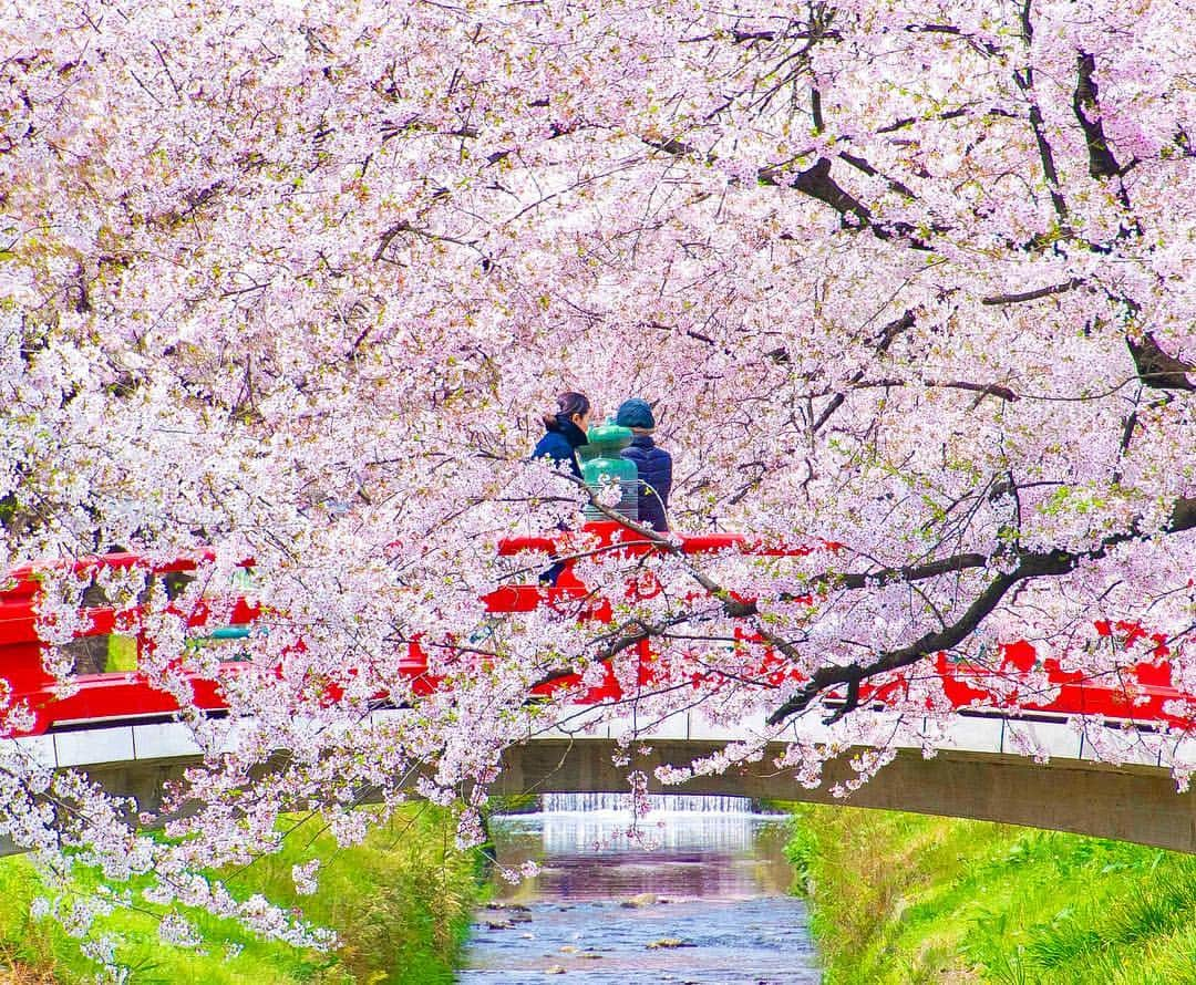 詩歩さんのインスタグラム写真 - (詩歩Instagram)「🌸﻿ ﻿ 桜はなぜ川沿いに多いか、ご存知ですか？﻿ ﻿ とある理由から、江戸時代以降、川沿いに桜が意図的に植えられているんです。﻿ ﻿ ところで「翔んで埼玉」が大ヒットな「埼玉県」ですが、実は川の面積が日本一の「川の国」！﻿ ﻿ 川が多い→桜の名所が多い！﻿ ﻿ ということで、私が以前めぐった「埼玉のお花見スポット」について朝日新聞に寄稿しました。﻿ ﻿ 川沿いに桜が多い理由も記載してますよ💪﻿ ﻿ ✏️プロフィールにもURL貼ってます﻿ http://shiho.me/7609﻿ ﻿ 3スポットご紹介していますが、電車とバスで、1日で3箇所まるっと巡れちゃう、丸1日楽しめるコースです🚃﻿ ﻿ 池袋から一本で行ける近さで、都内の名所と比べると混雑具合は1/100くらいでしょうか…﻿ ゆっくりと桜を楽しめますよ〜🙌﻿ ﻿ ﻿ 今年はどこへお花見に行こうかな〜と迷い中の方。﻿ ぜひ見頃の時期をチェックして、行ってみてくださいね☺🌸﻿ ﻿ ﻿ ちなみに、私は大学時代４年間は埼玉県民でした🔥﻿ サイタマラリアに罹ったことはありませんのでご安心ください😇﻿ ﻿ ﻿ ﻿ 📷10th April 2017﻿ 📍唐沢川・元荒川・さきたま古墳公園／埼玉県﻿ 📍Saitama pref／Japan﻿ ﻿ ﻿ ﻿ ©︎Shiho/詩歩﻿」3月28日 15時22分 - shiho_zekkei